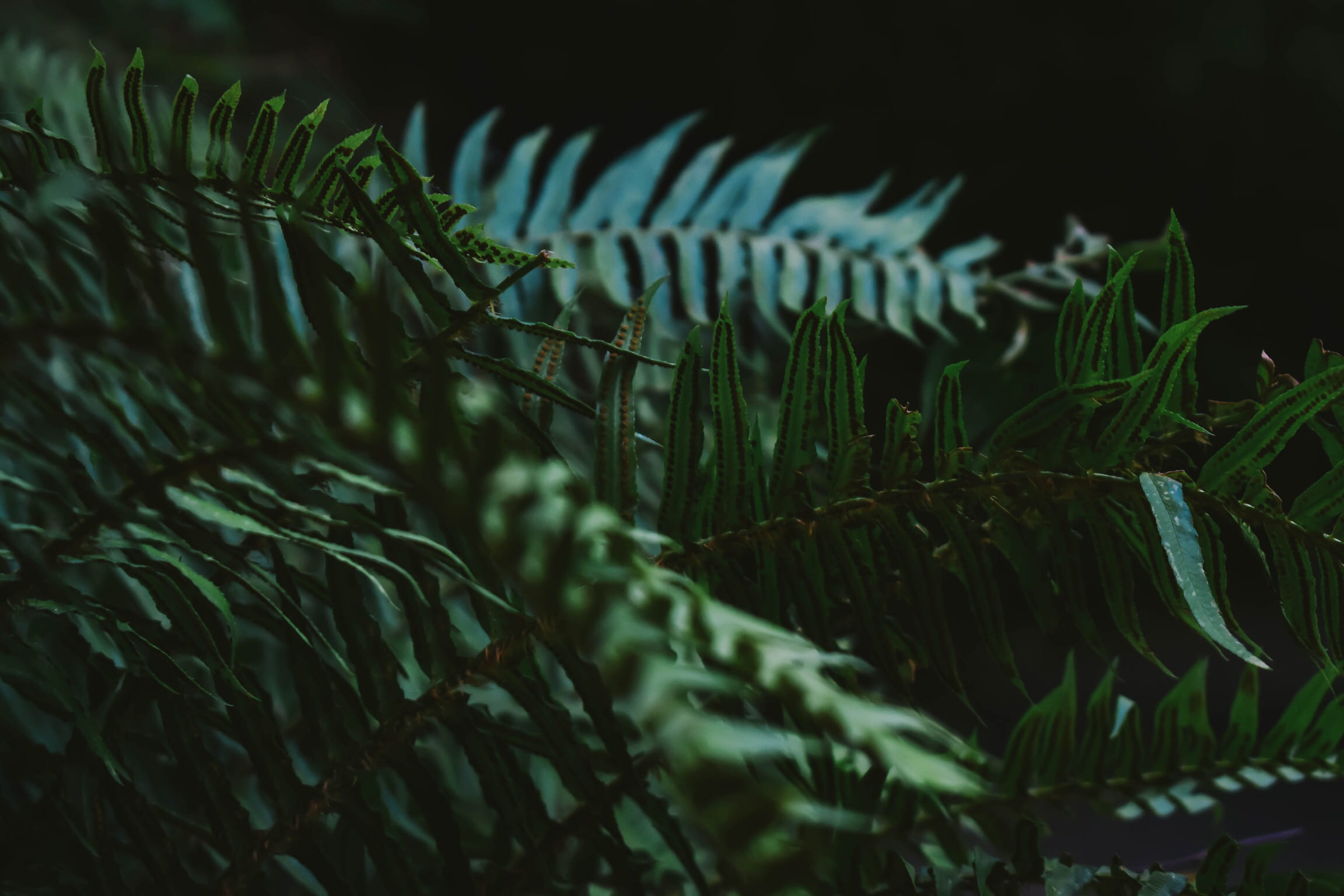 flora, flower, fragility, plant, close-up, oregon, eggs under leaves, focus on foreground, beauty in nature, green color, photography, leaf, day, fauna, HD Wallpaper
