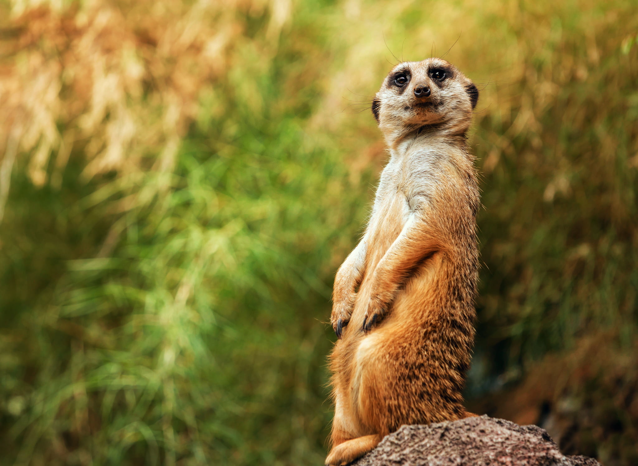 animals In The Wild, rock - object, standing, africa, alertness, fur, portrait, rock, vertebrate, looking, day, small, animal, zoo, good Posture, sitting, HD Wallpaper