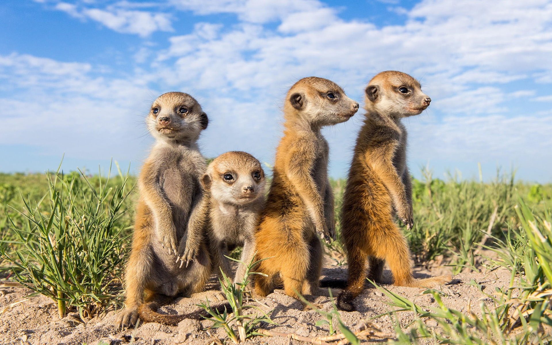 four, brown, Meerkats, Animals, close, 1080P, HD Wallpaper