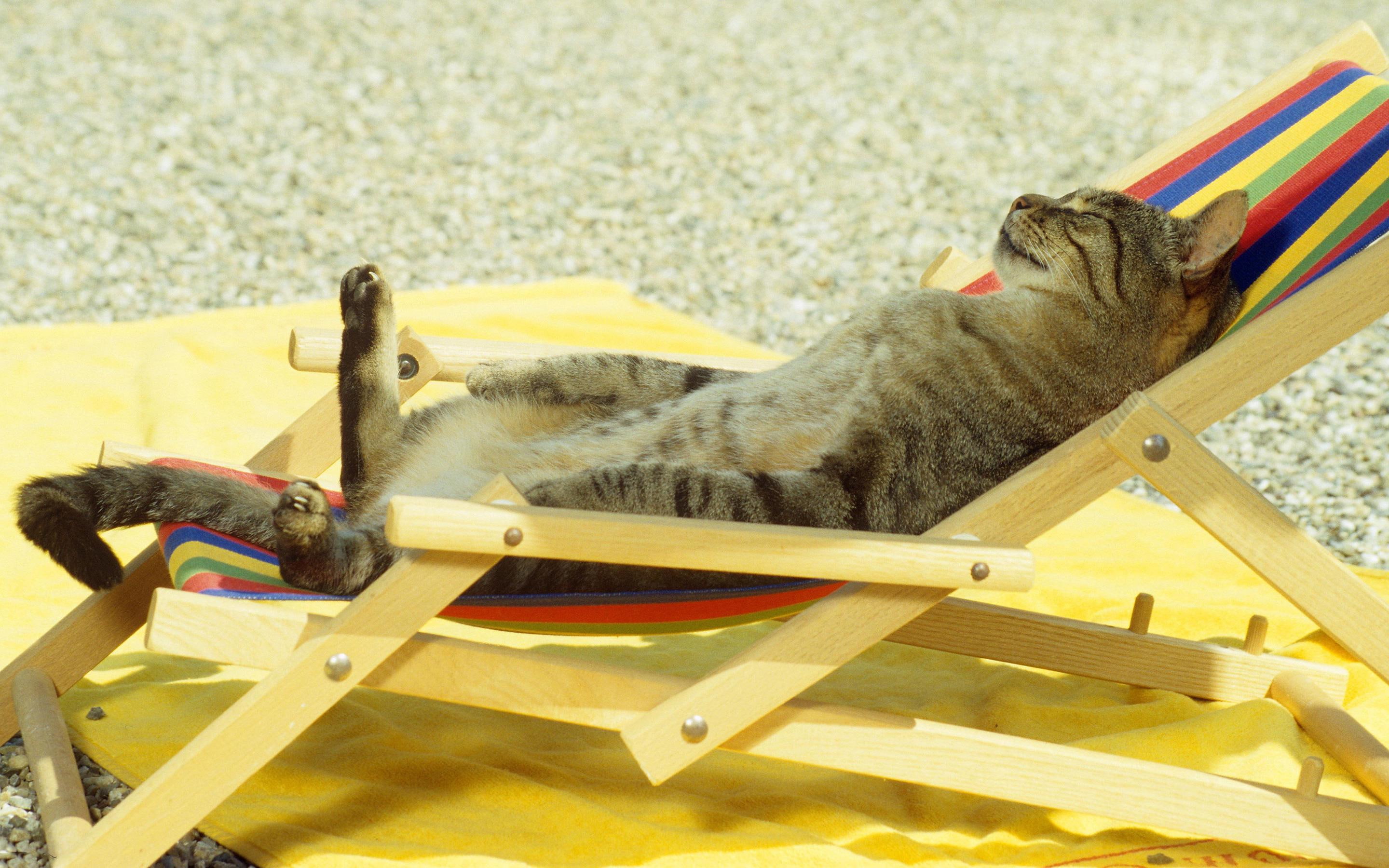 funny, sunbath, 2K, chill, cat, HD Wallpaper