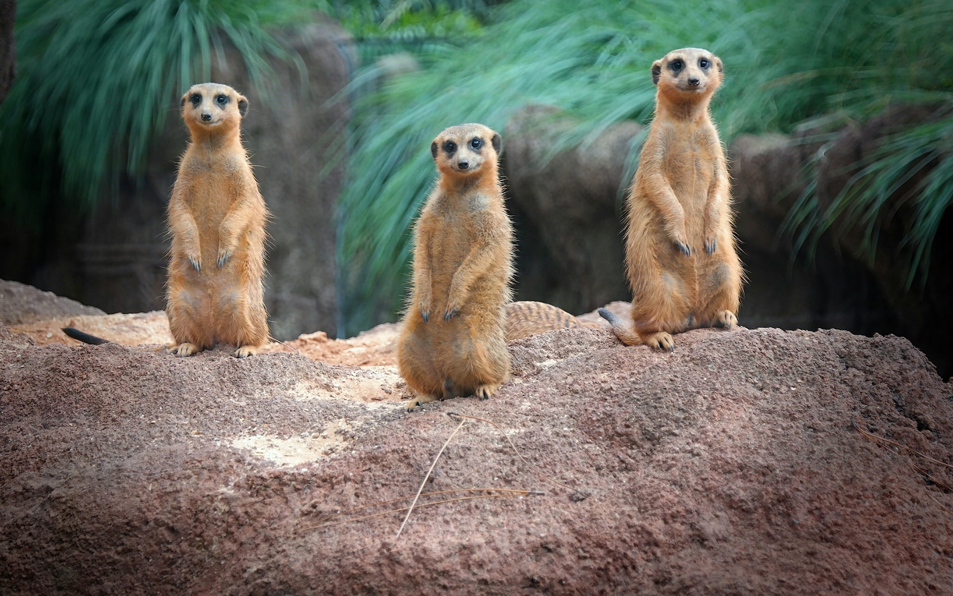 Family, Meerkats, 1080P, Standing, HD Wallpaper