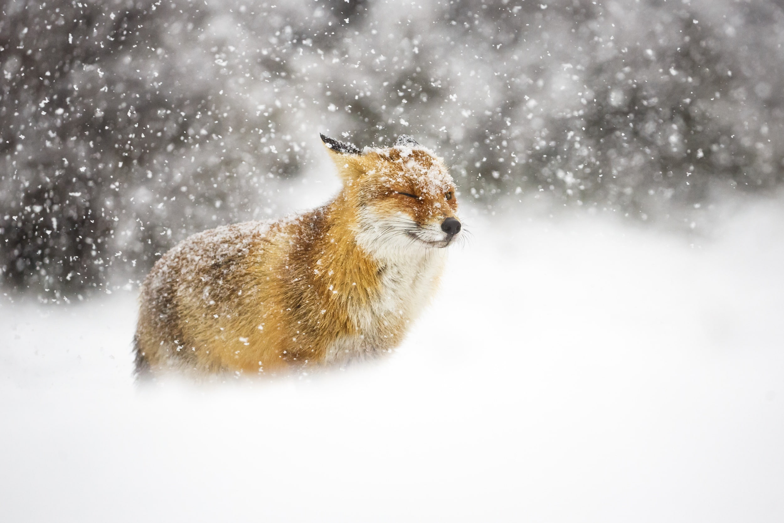 Fox, 1080P, snow, winter, HD Wallpaper