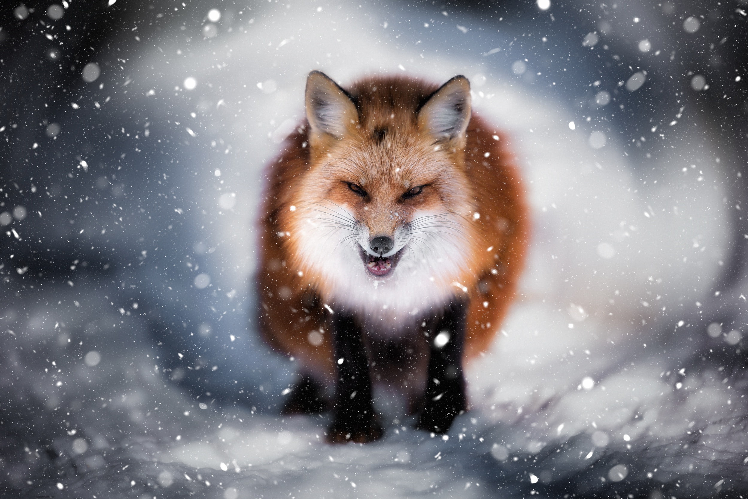 winter, face, 1080P, snow, evil Fox, Fox, HD Wallpaper