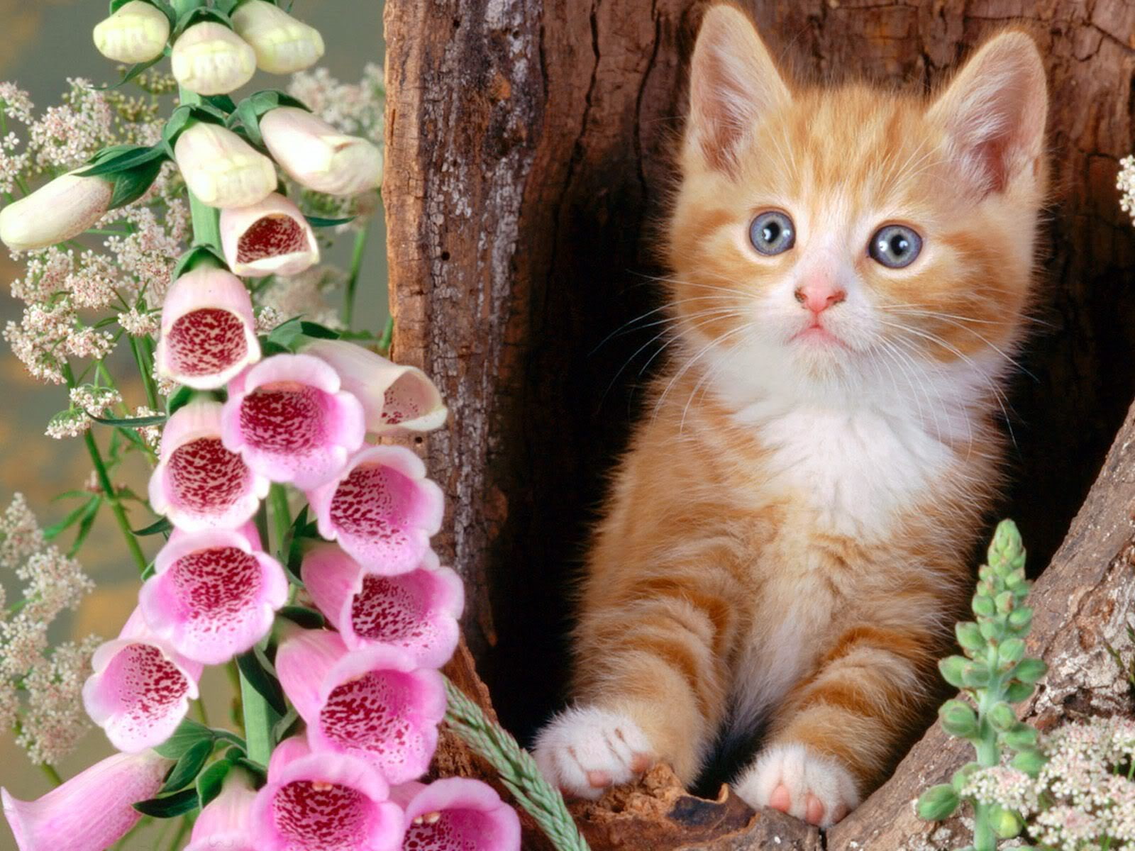 head, cat, 720P, tree, flowers, Nora, HD Wallpaper