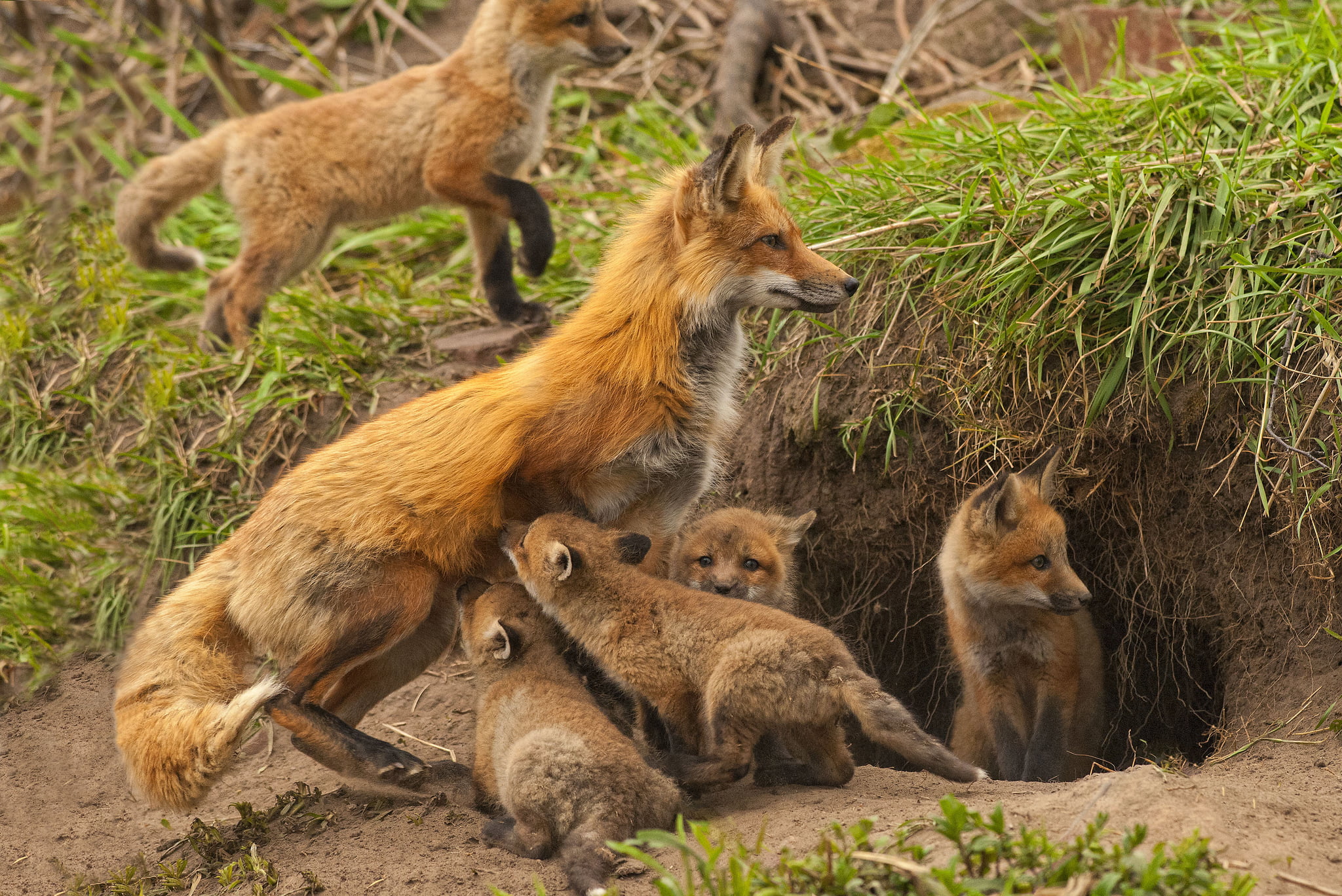 looking, animal themes, foxes, brown, land, animal wildlife, Nora, 1080P, kids, plant, medium group of animals, togetherness, green Color, animal family, HD Wallpaper