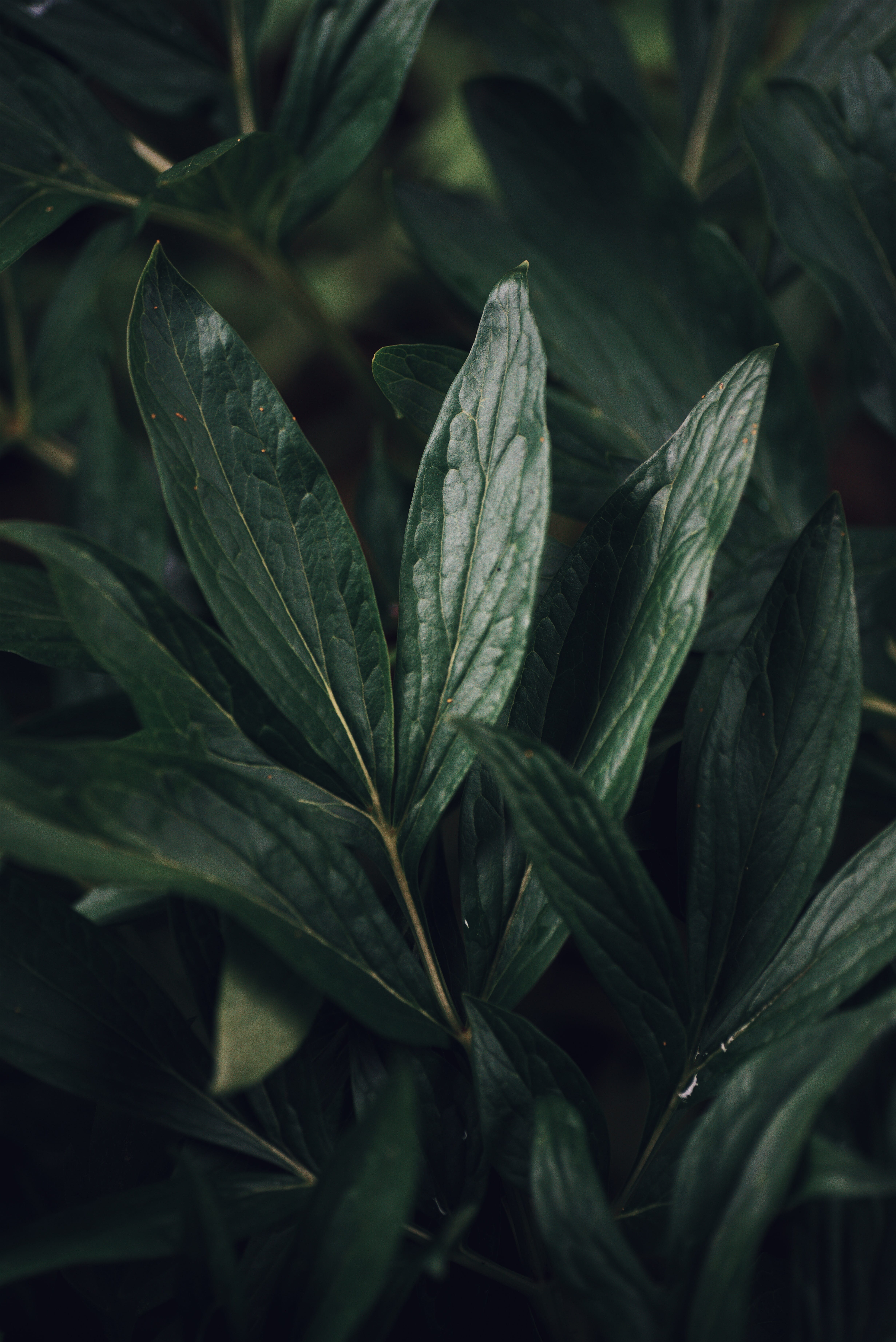 high angle view, sweden, nature, leaf, freshness, green color, outdoors, food and drink, beauty in nature, growth, 5K, backgrounds, moody, food, plant part, Phone HD Wallpaper