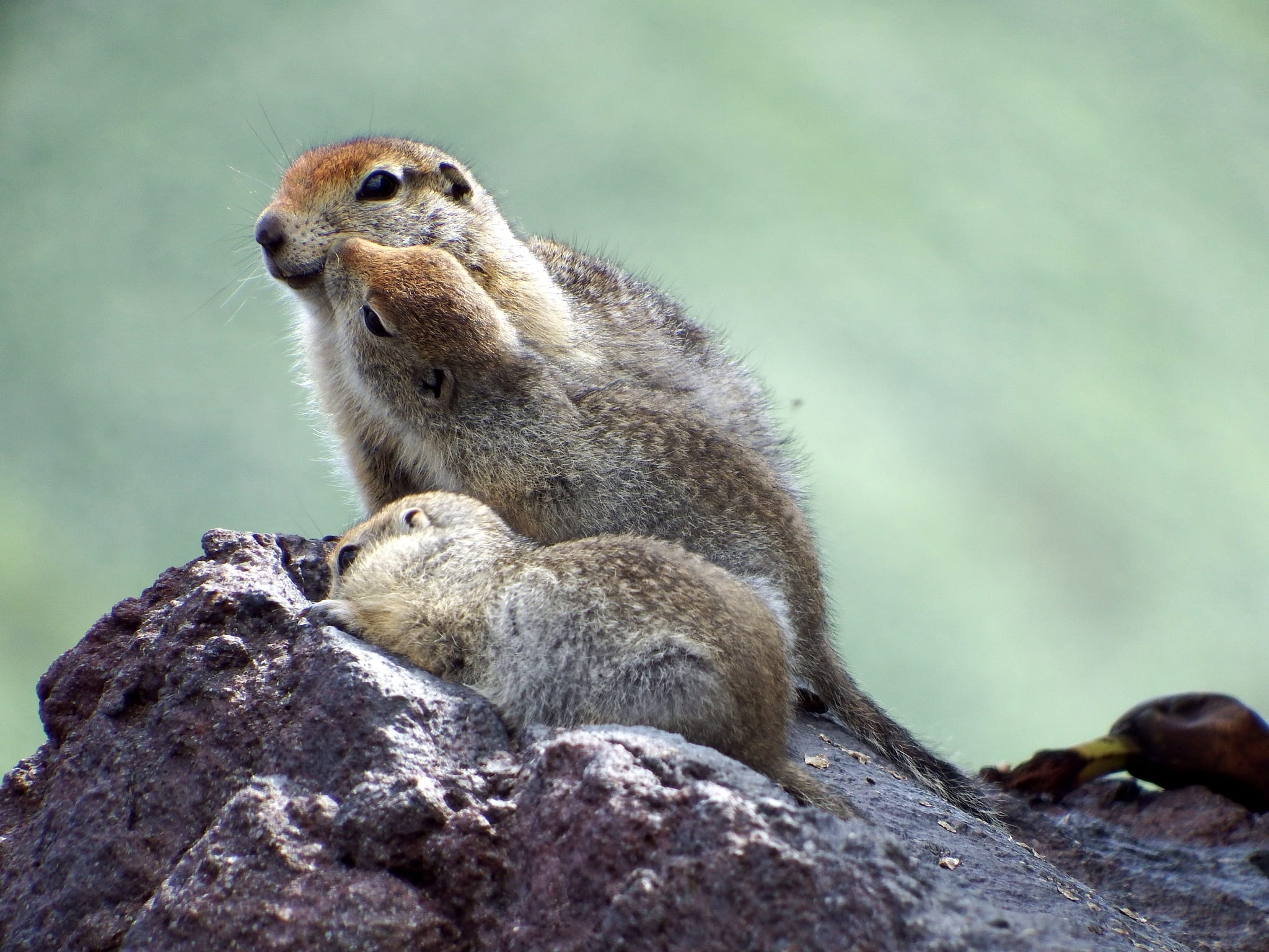 rodent, stone, highlands, summer, 1080P, nora, looking away, nature, family, no people, looking, sitting, vertebrate, focus on foreground, vacation, solid, HD Wallpaper