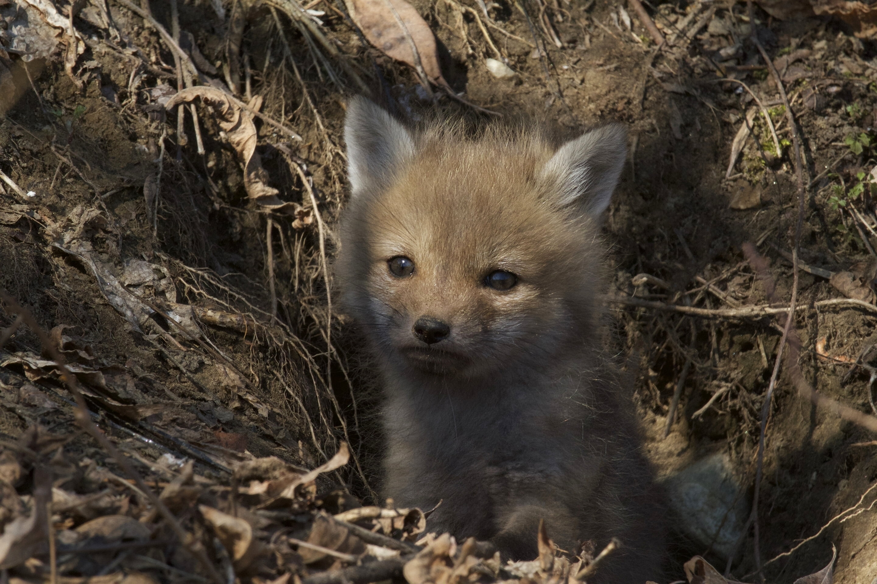 land, close-up, animals in the wild, animal, cub, whisker, nature, field, Nora, 2K, outdoors, animal head, front view, portrait, vertebrate, young animal, HD Wallpaper