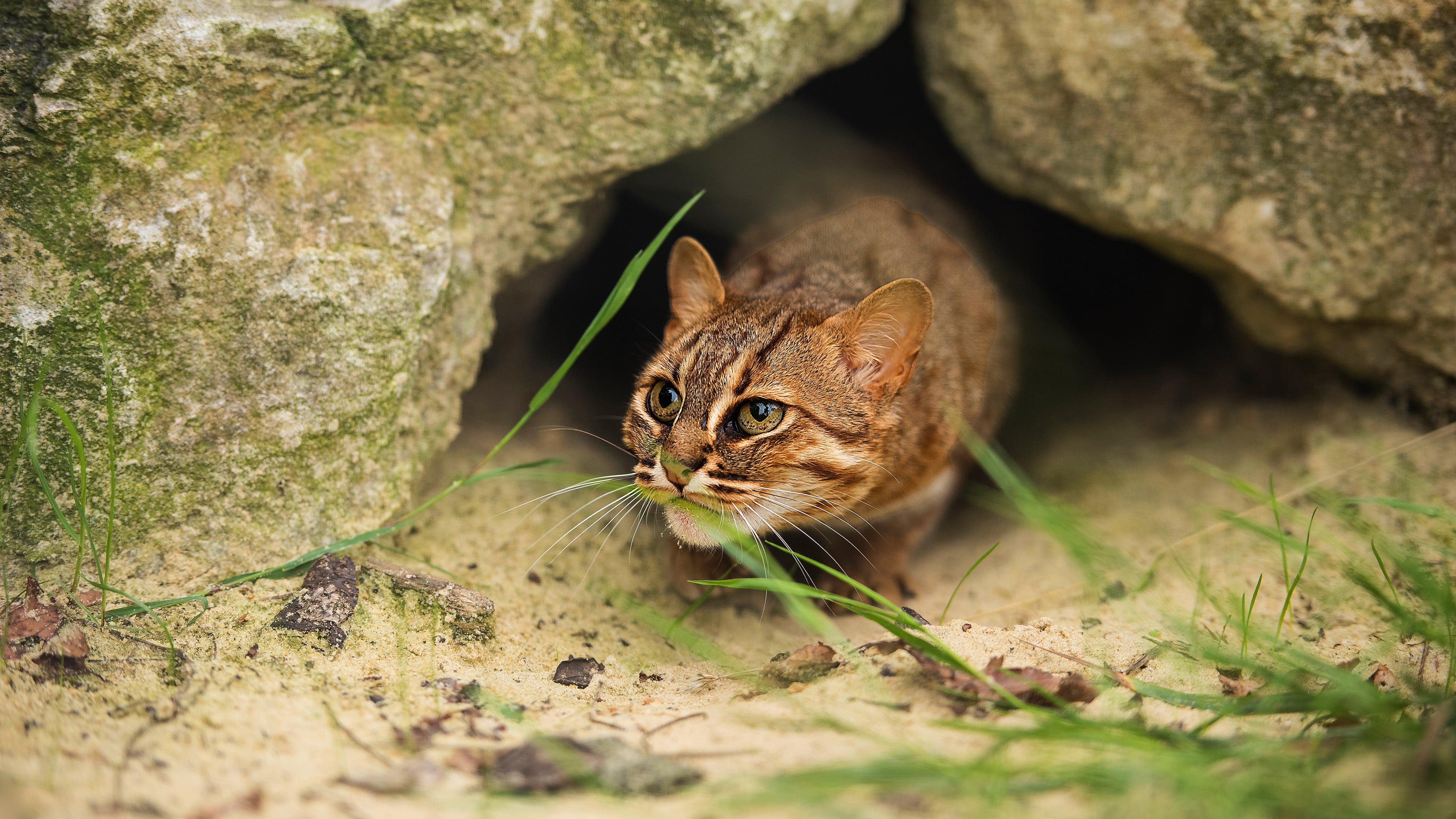 look, Nora, 4K, cat, wild, HD Wallpaper