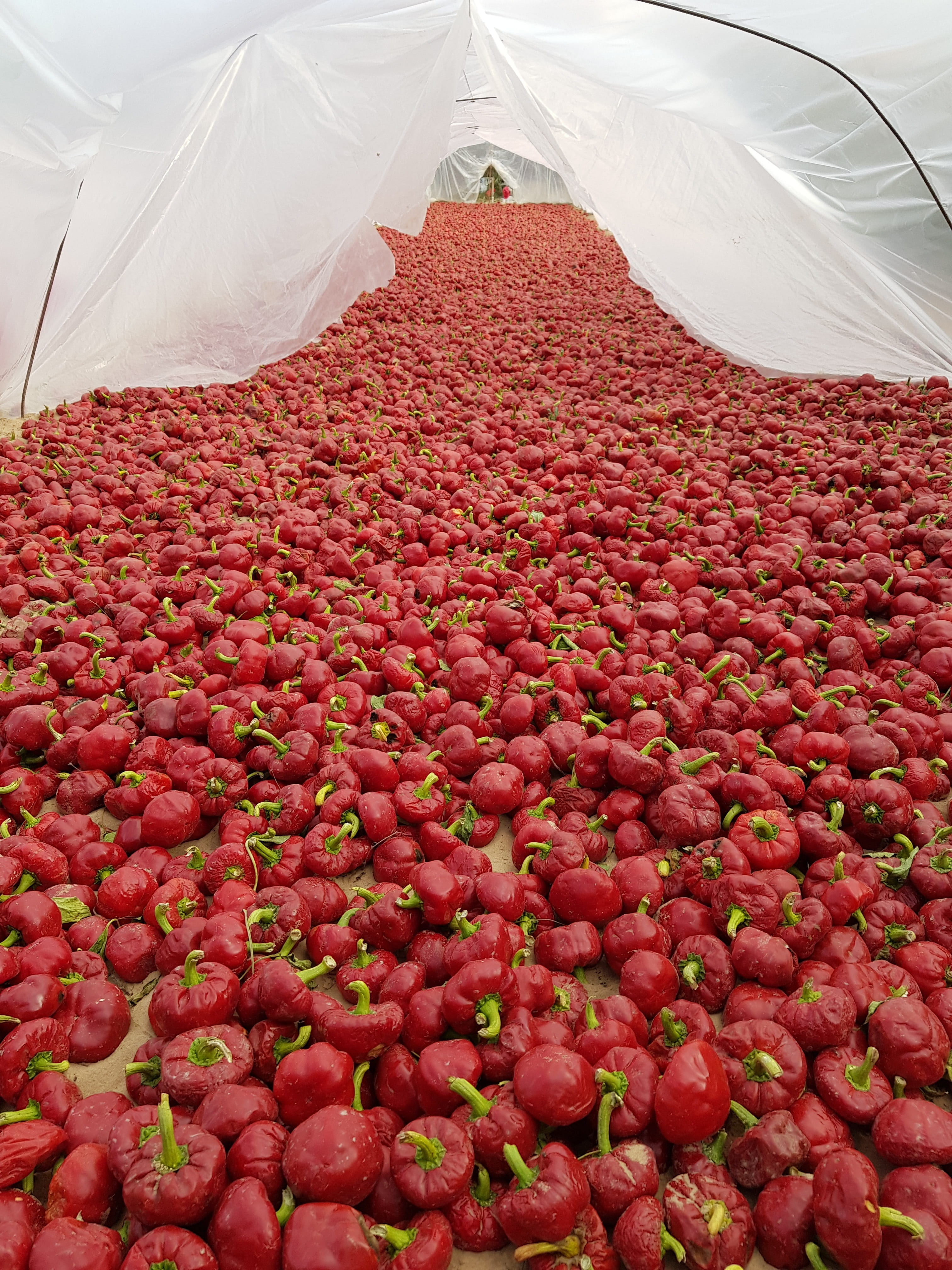market, wellbeing, berry fruit, food and drink, 4K, field, high angle view, healthy eating, fruit, red, raw food, polythene, food, day, large group of objects, Phone HD Wallpaper