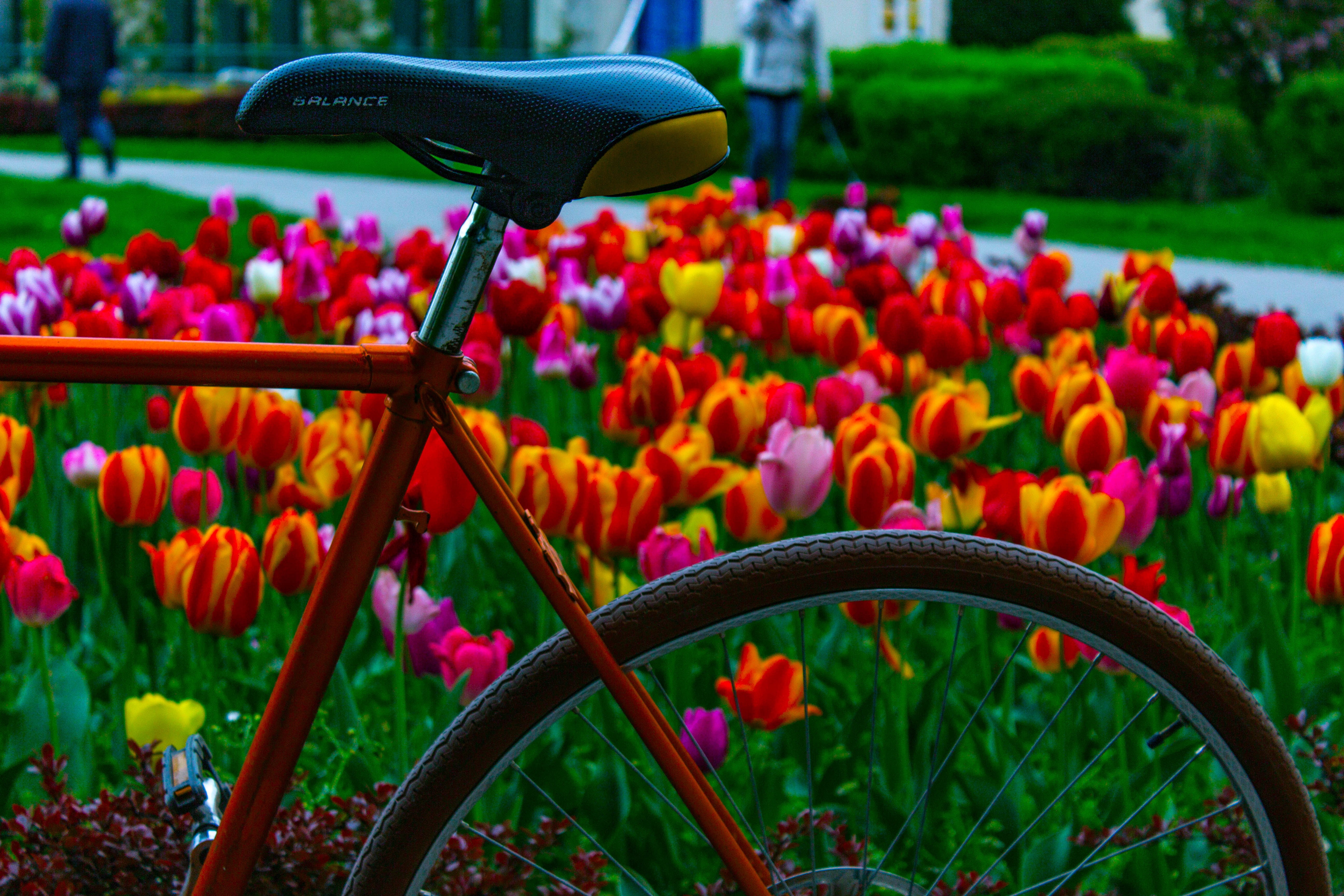 day, flower head, fixie, close-up, beauty in nature, 5K, flowering plant, tulip, park, springtime, park - man made space, vulnerability, field, purple, HD Wallpaper