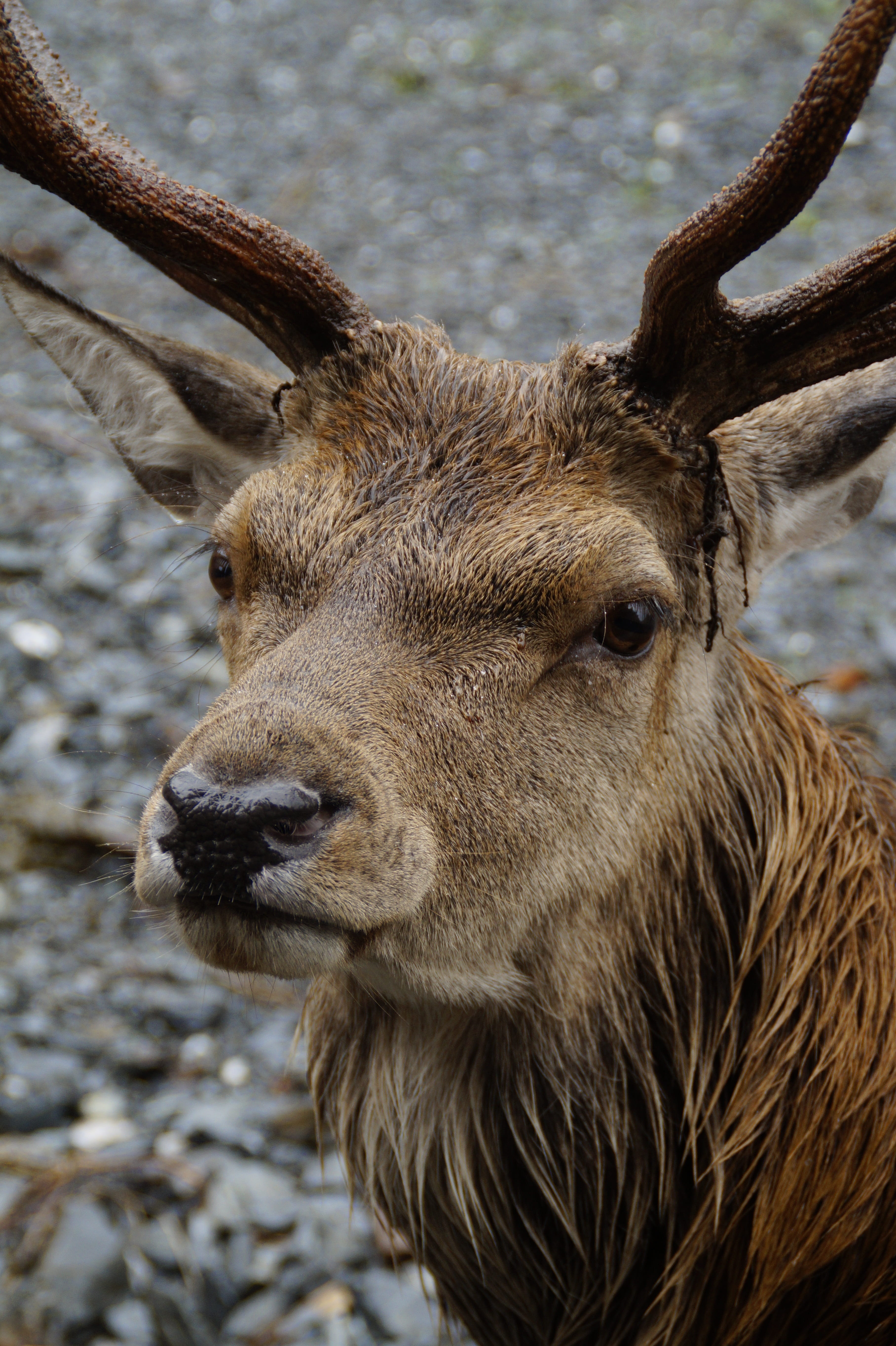 wild, animal themes, deer, herbivorous, snout, no people, animal world, animal body part, male, head, portrait, animal wildlife, face, close-up, fur, one animal, Phone HD Wallpaper