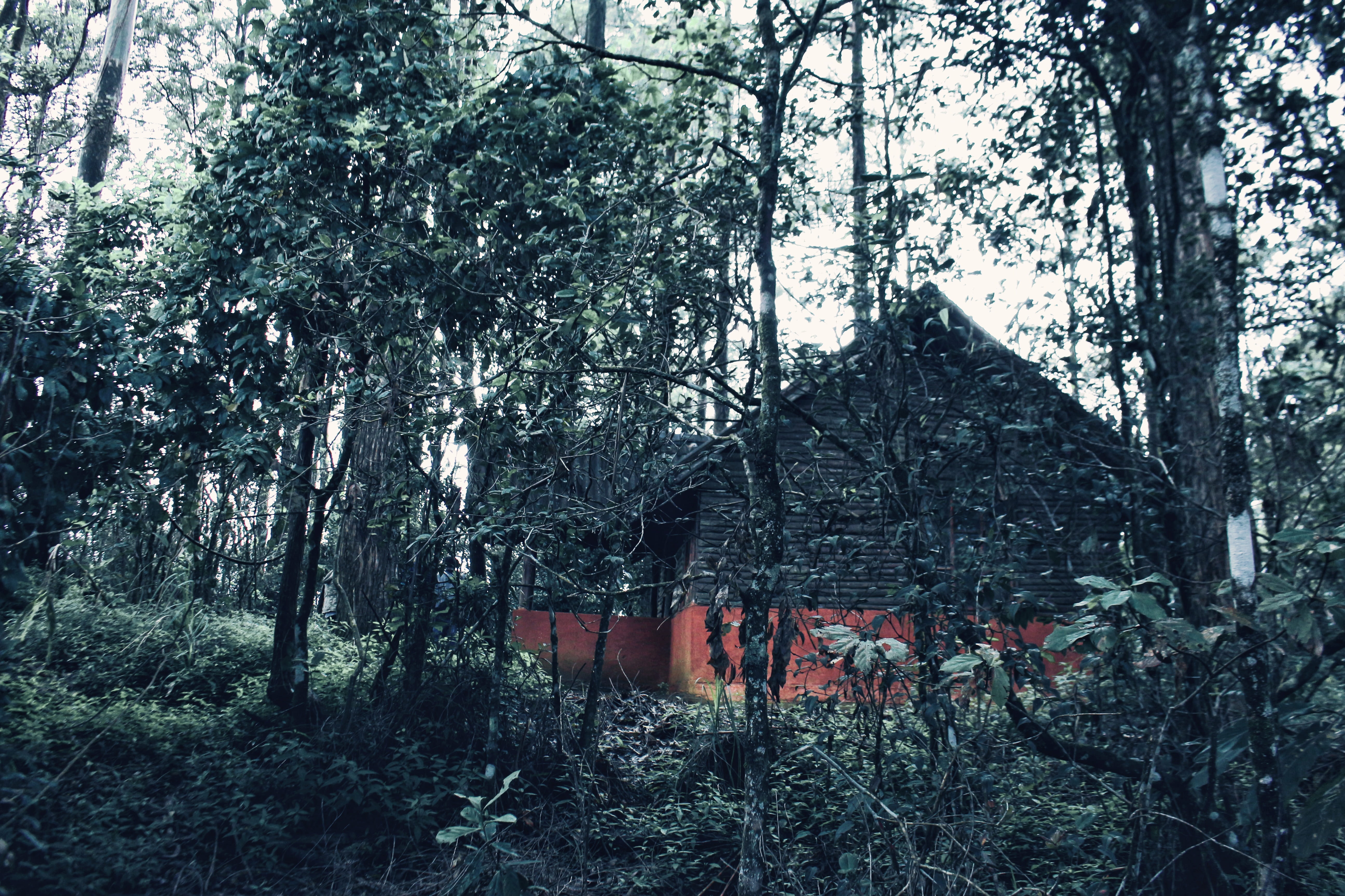 building exterior, nature, house, tranquility, tree trunk, day, tree, pattipola, hut, 5K, plant, forest, architecture, built structure, land, cottage, HD Wallpaper