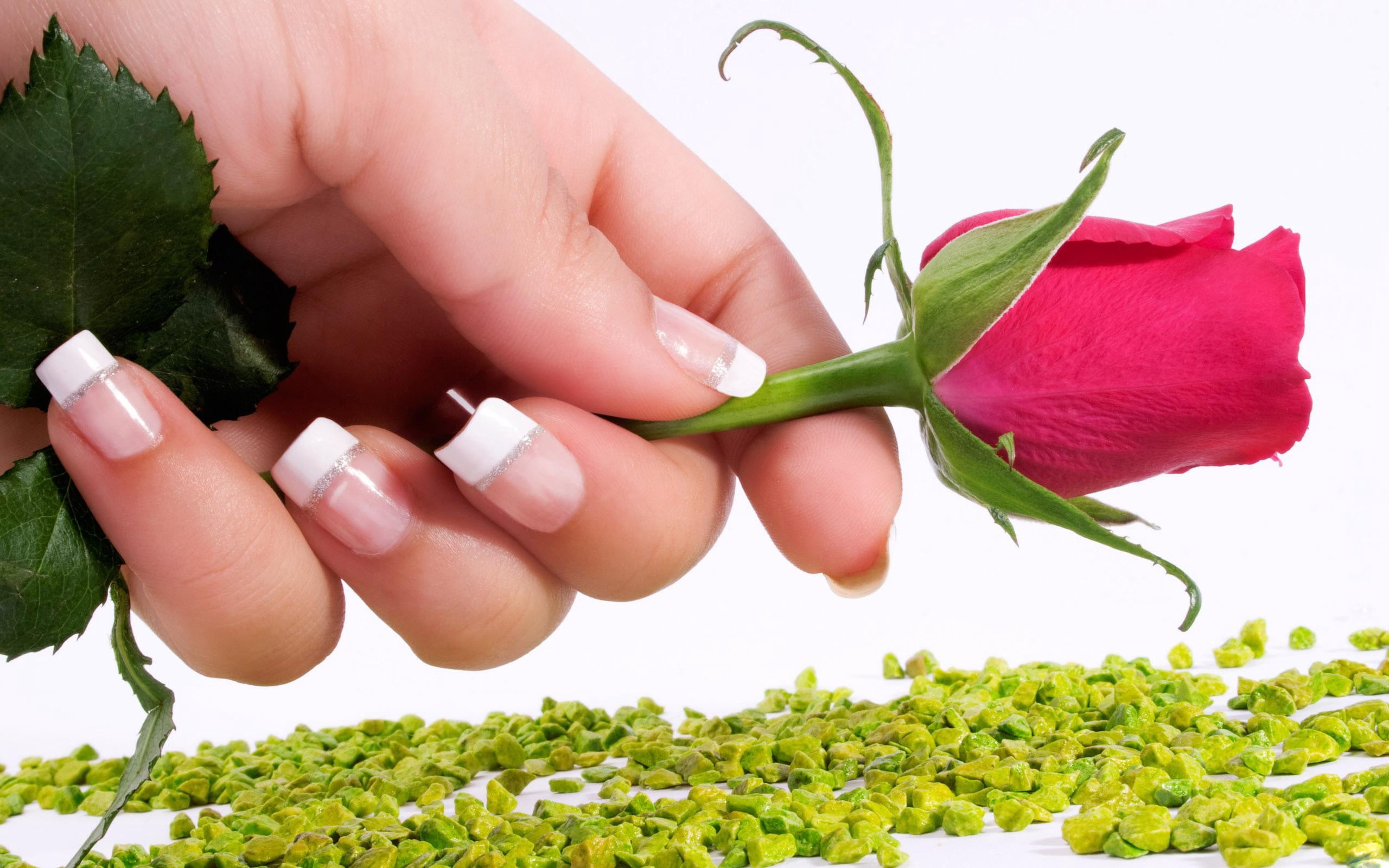 leaf, manicures, blossom, botany, rose, gift, body part, love, finger, plant, 2K, human finger, human Hand, real people, petal, bouquet, growth, nature, HD Wallpaper