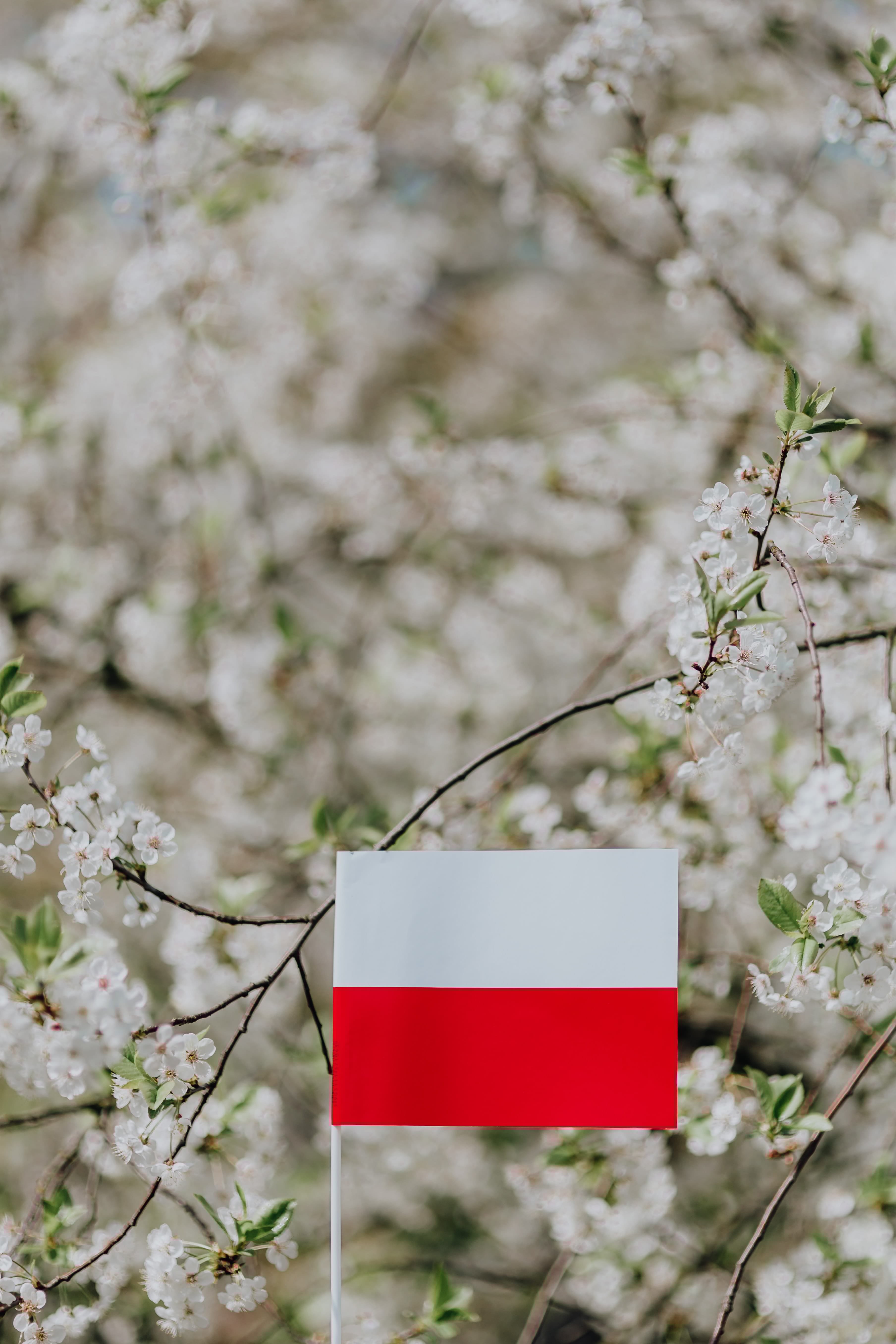 nature, outdoors, plant, fragility, cherry tree, Poland, no people, flowering plant, freshness, polska, red, day, eu, vulnerability, polish, Europe, branch, Phone HD Wallpaper