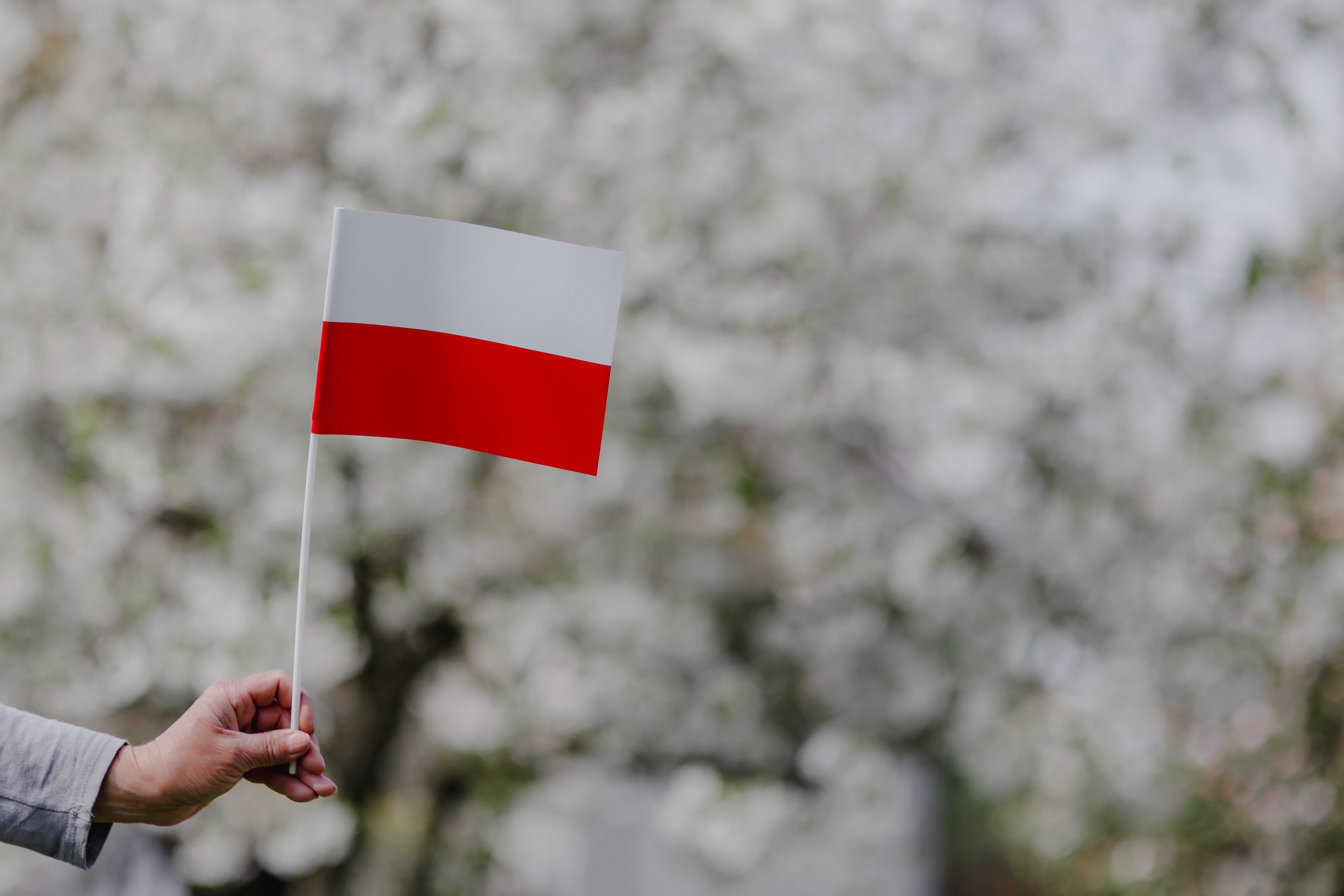 finger, polish, close-up, pole, outdoors, one person, nature, limb, tree, Europe, human limb, flag, independence, human body part, freshness, 4K, Poland, HD Wallpaper