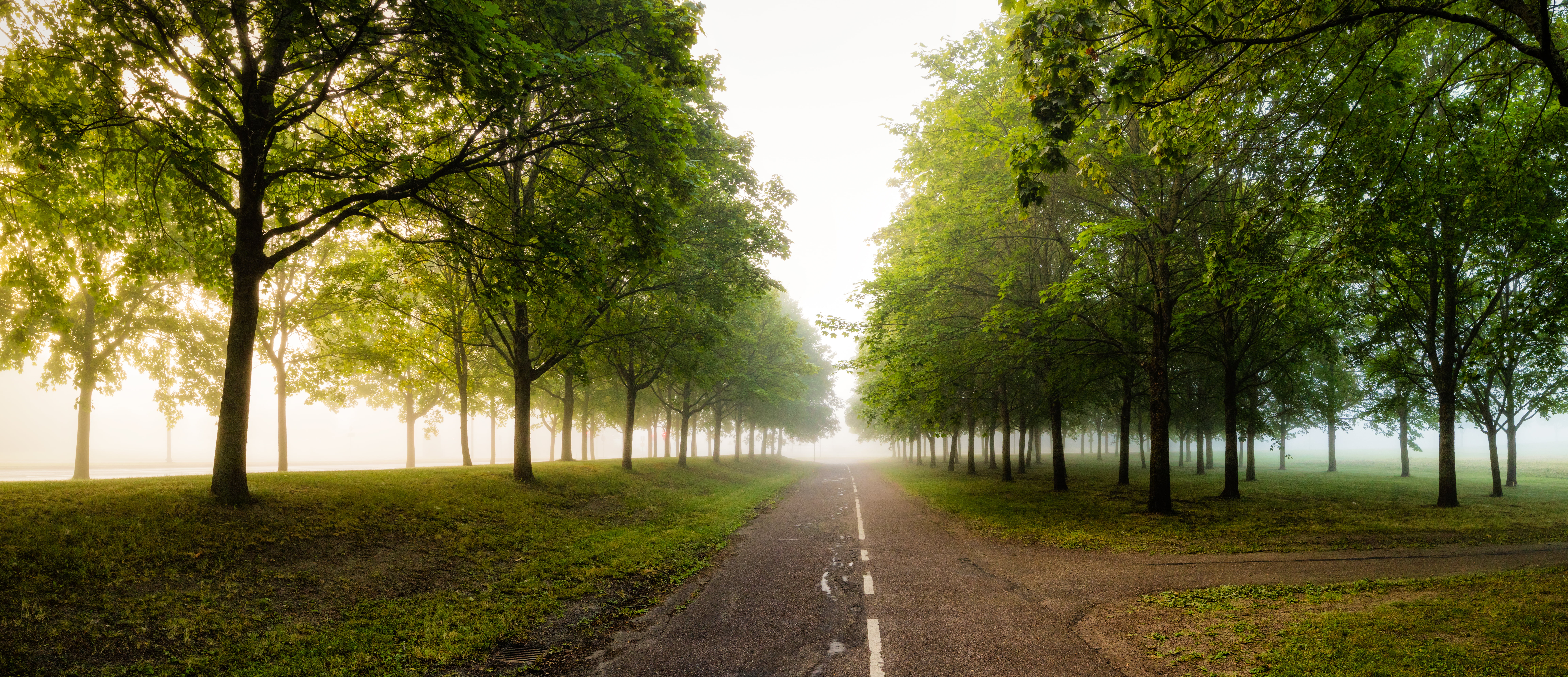 Tree, sunlight, nature, leaf, Scandinavia, Panorama, Sverige, Sunrise, Canon EOS M3, SE, Canon EF-M, Sweden, Uppsala län, Fog, uppsala, STM, outdoors, forest, HD Wallpaper