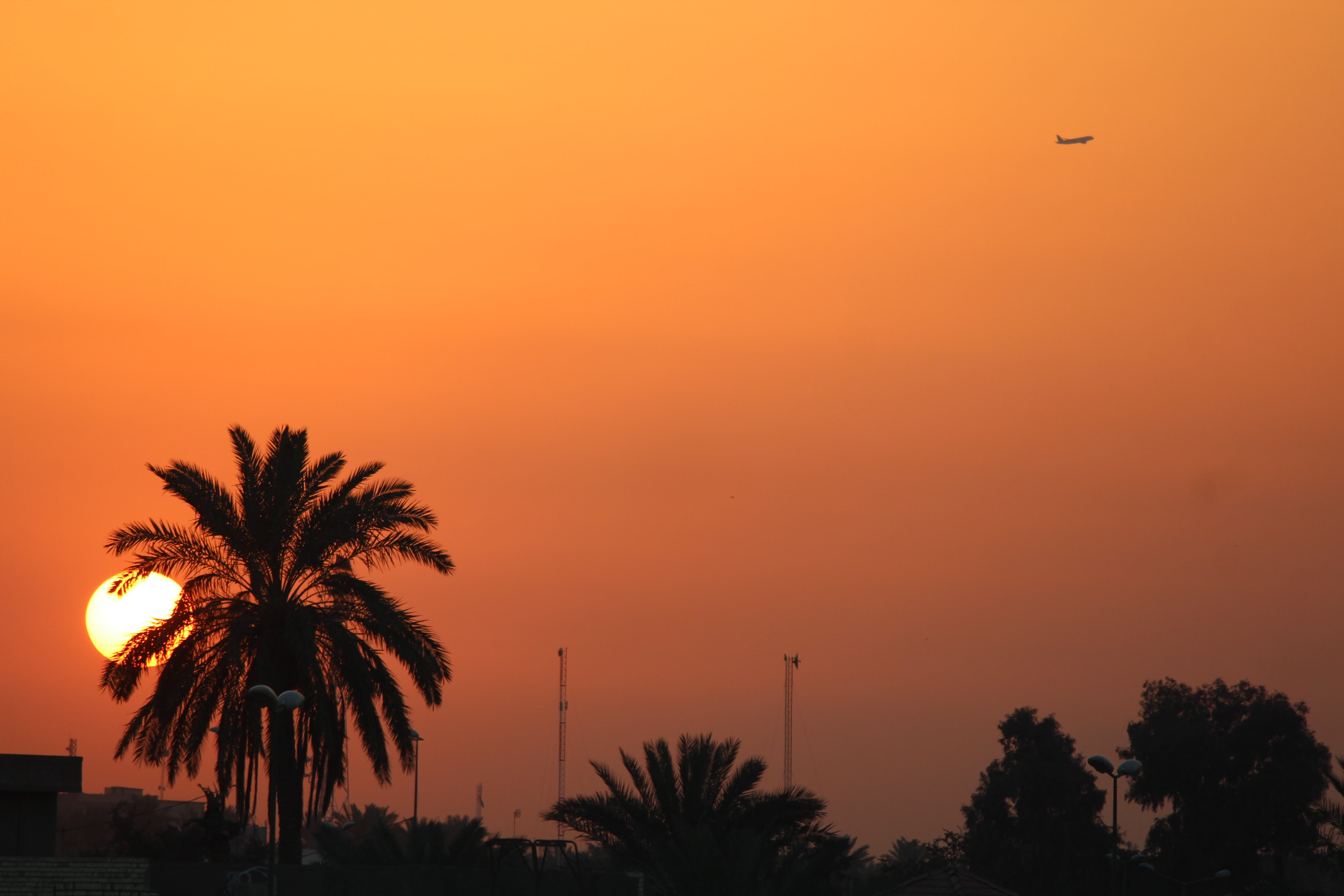 low angle view, iraq, tranquility, tranquil scene, tropical climate, tree, 5K, idyllic, plant, sun, coconut palm tree, nature, travel destinations, sunset, HD Wallpaper