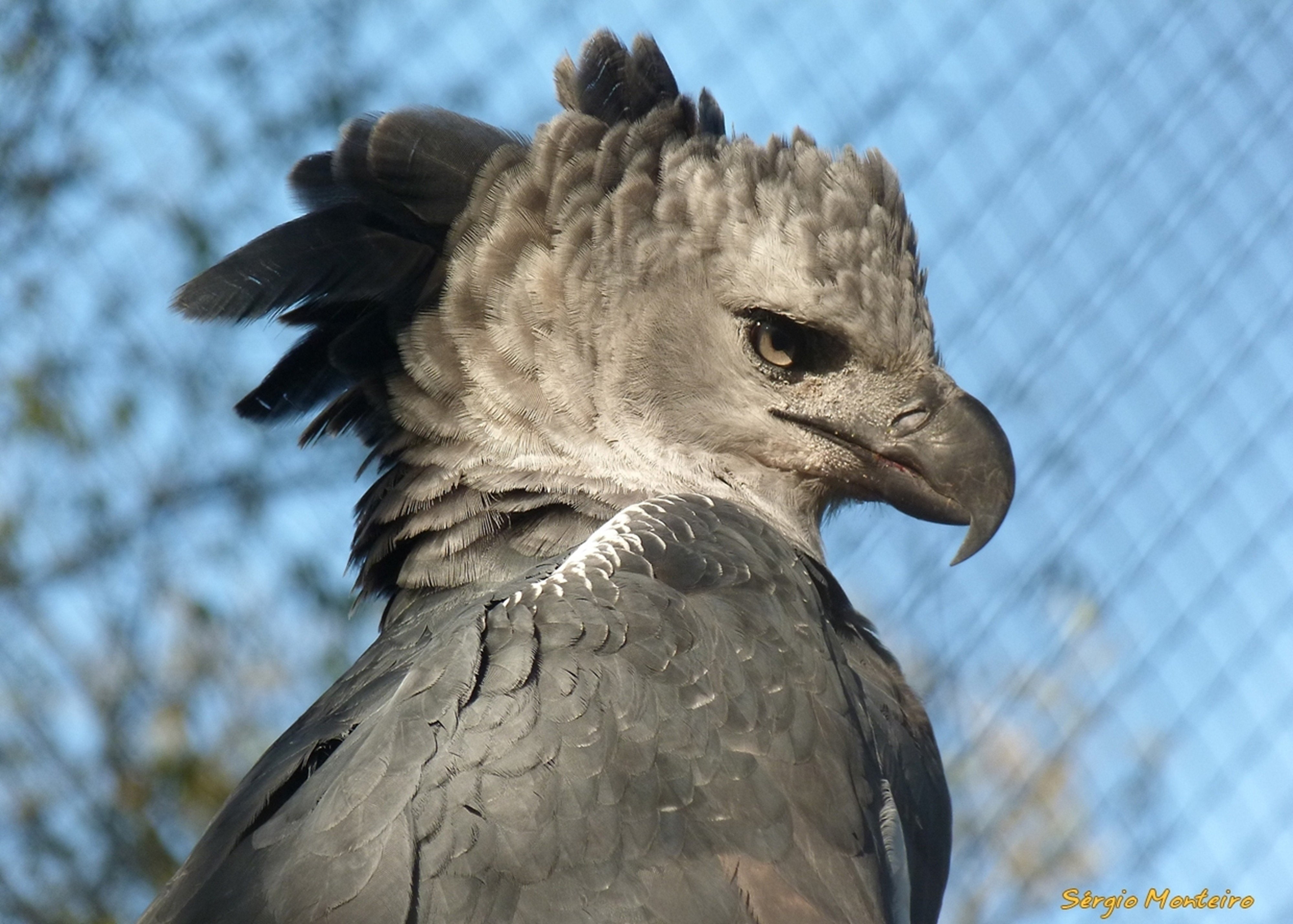 animal body part, beak, eagle, Prey, animal eye, looking away, day, animal themes, vertebrate, close-up, looking, of, nature, animal wildlife, focus on foreground, HD Wallpaper