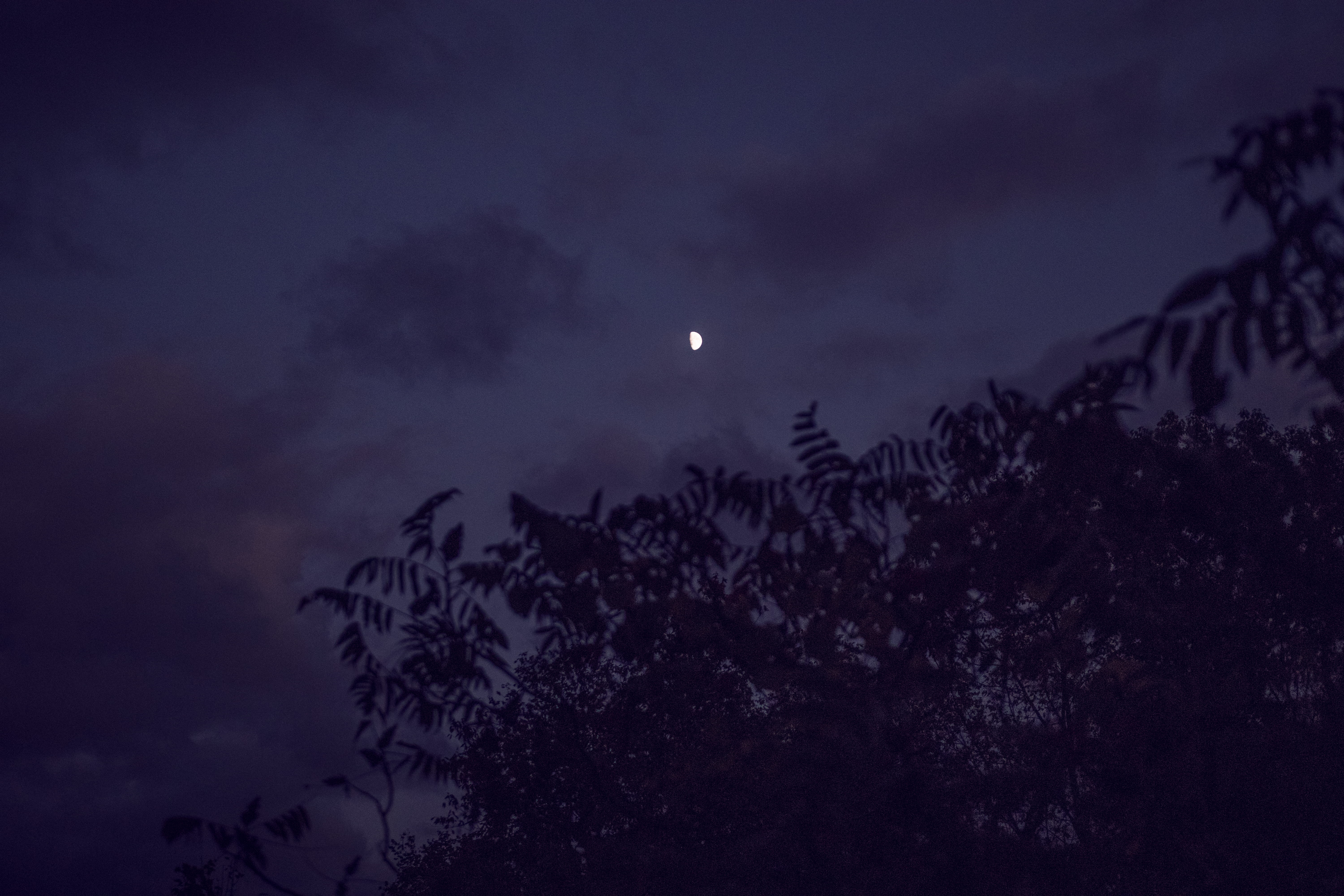 tranquil scene, astronomy, nature, no people, witchcraft, blue, shadow, cloud - sky, beauty in nature, dusk, tree, leaves, outdoors, evening, planetary moon, HD Wallpaper