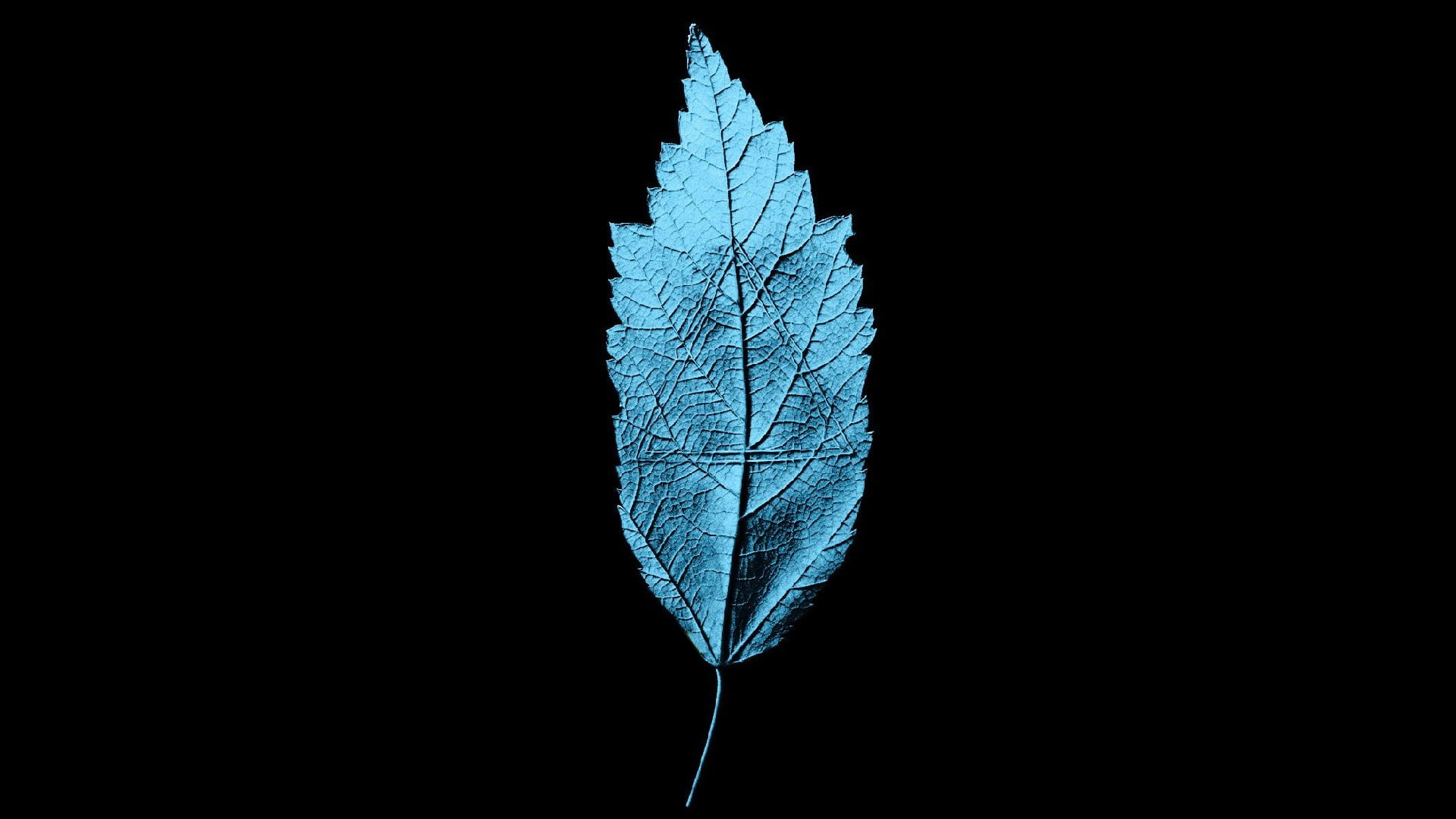 fragility, cut out, studio shot, copy space, plant, indoors, plant part, cold temperature, frozen, simple, natural pattern, leaf, artwork, shape, leaves, HD Wallpaper