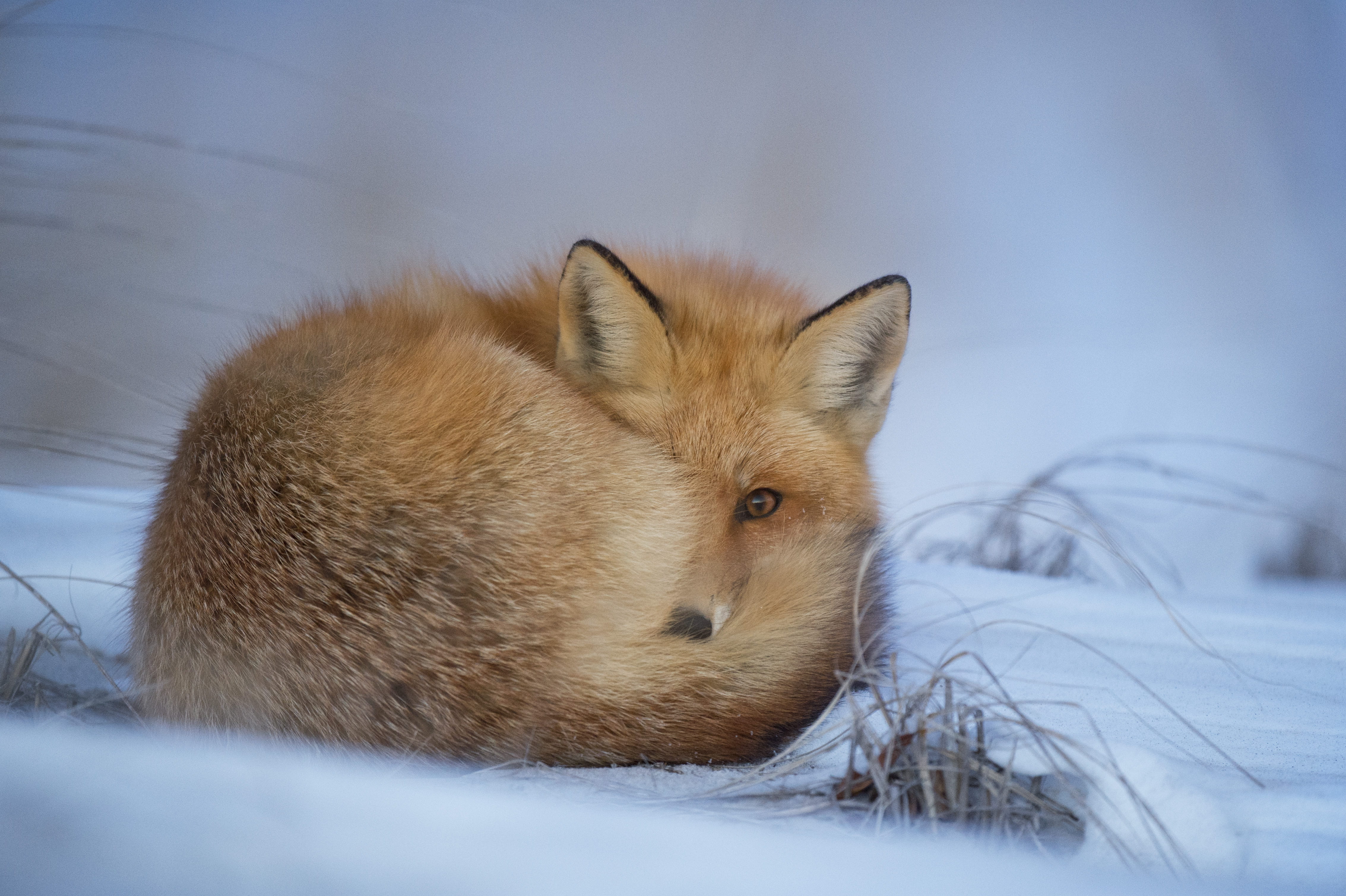  cold temperature, fur, animal, grass, mammal, photo, animal wildlife, ear, no people, domestic, animal, cold, animal backgrounds, HD Wallpaper