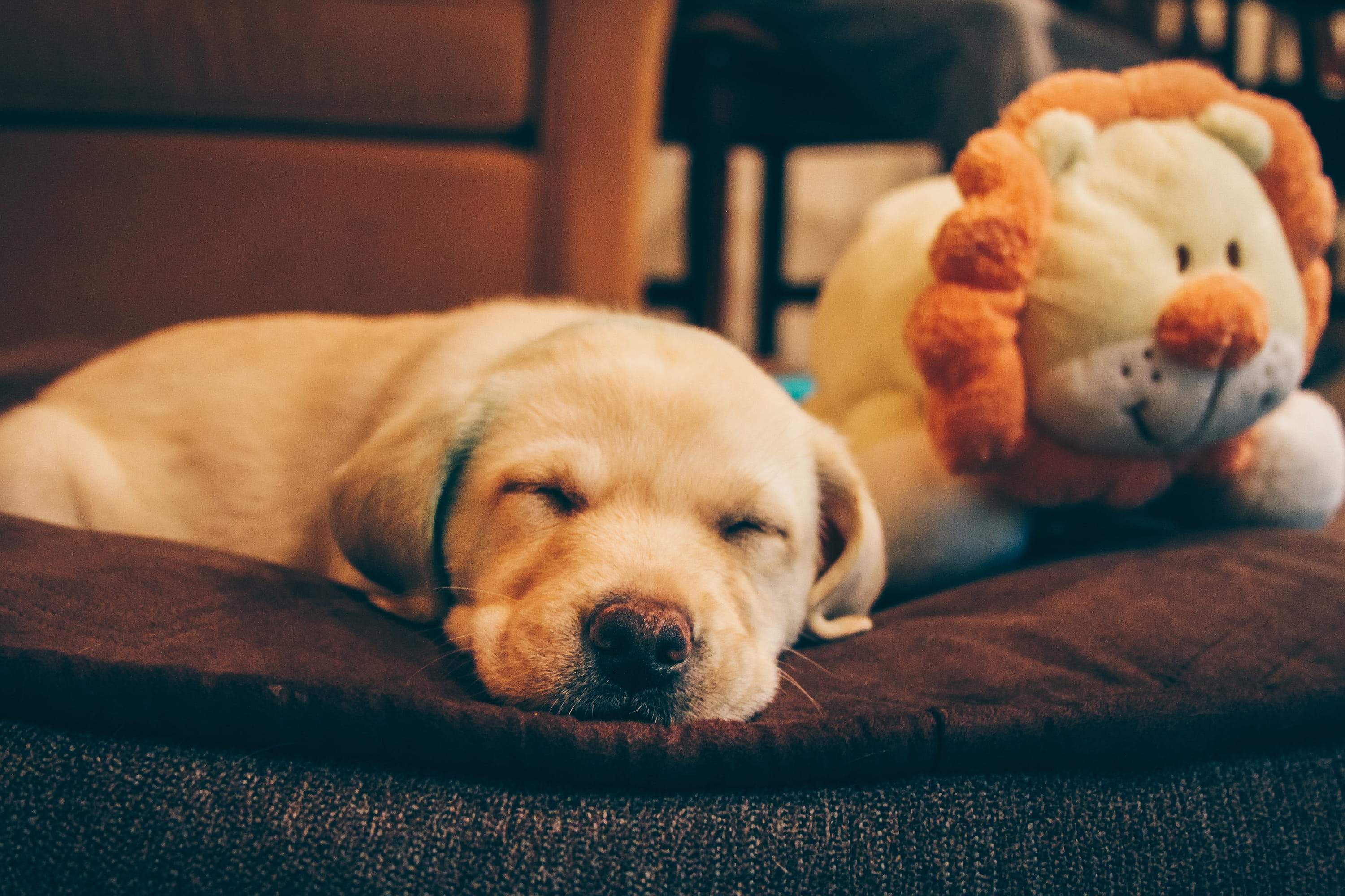 sleeping dog, lab, furniture, one animal, love, relaxation, no people, dog, tones, animals, purebred dog, indoors, mammal, animal head, resting, home interior, HD Wallpaper