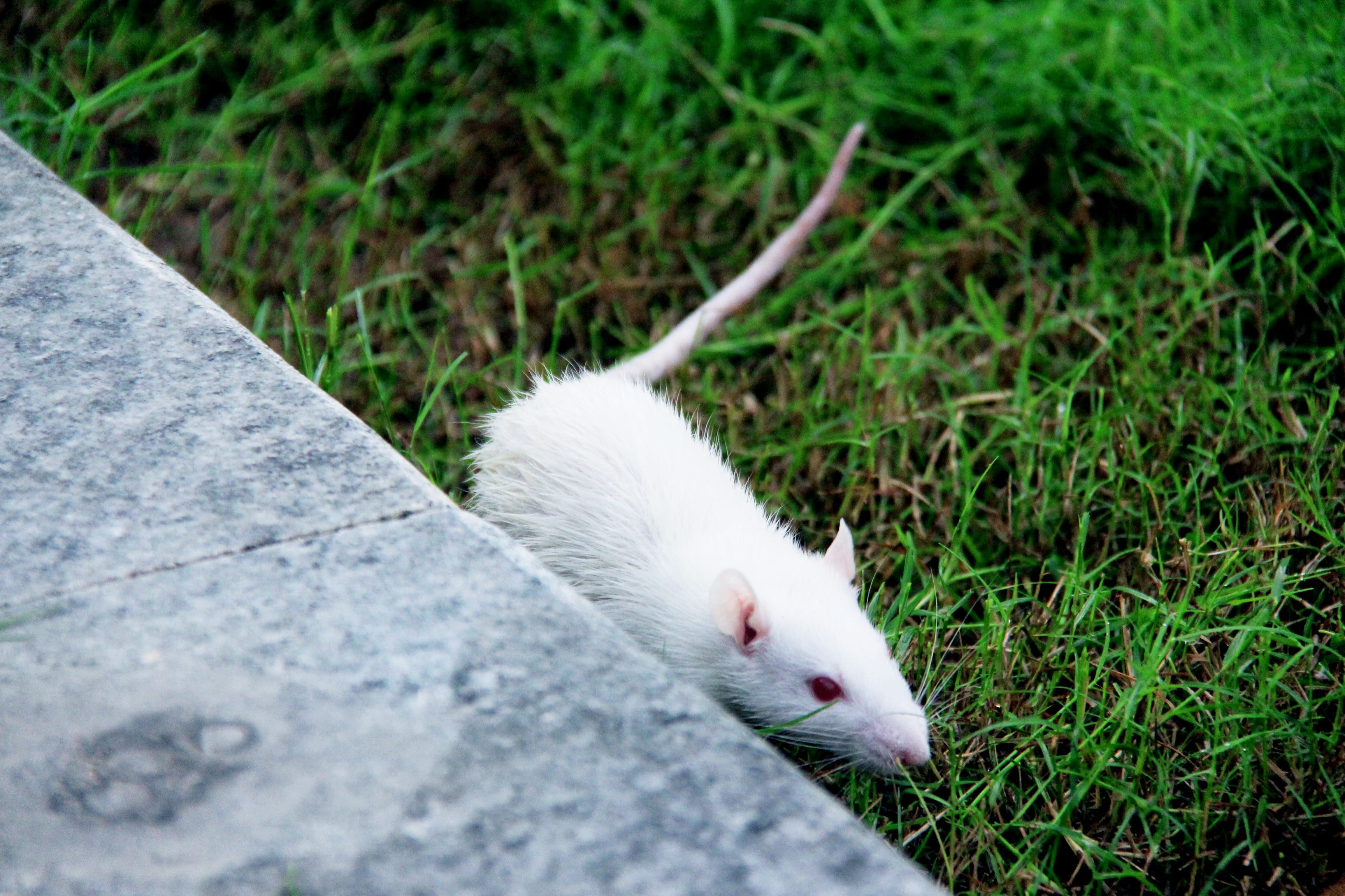 2K, plant, funny, Rat, white, outdoors, science, one animal, Animal, eye, animal head, Nature, pet, looking, field, experiment, domestic animals, no people, HD Wallpaper