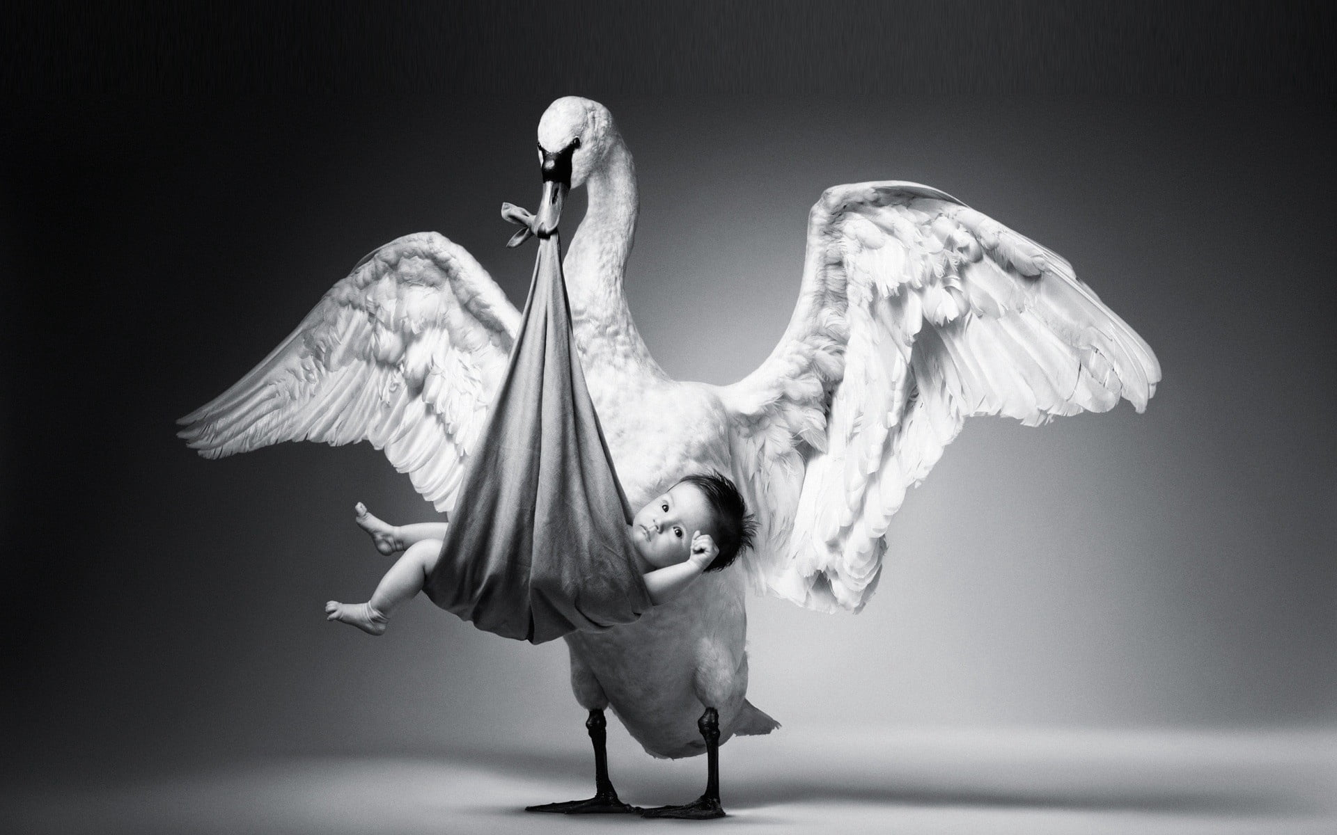 human arm, white, animal Wing, angel, casual clothing, childhood, swan, artificial Wing, ballet, nature, full length, grace, women, balance, child, gift, HD Wallpaper