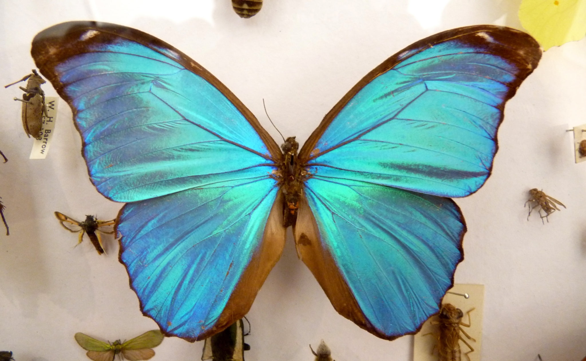 close-up, indoors, animals in the wild, animal wildlife, butterfly, animal wing, directly above, animal, insect, flower, butterfly hd widescreen  backgrounds, HD Wallpaper