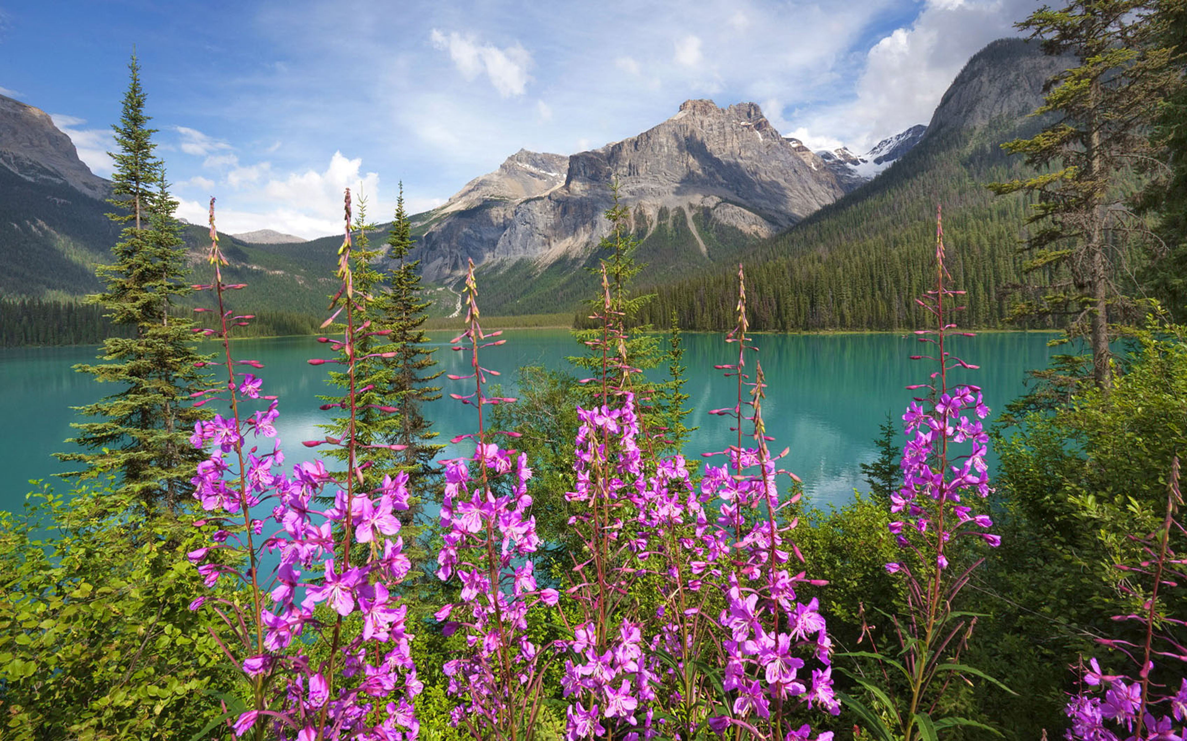 heritage, canada, columbia, outdoors, sky, national, flower, unesco, north, cloud - sky, growth, nature, site, idyllic, british, mountain, beauty in nature, HD Wallpaper