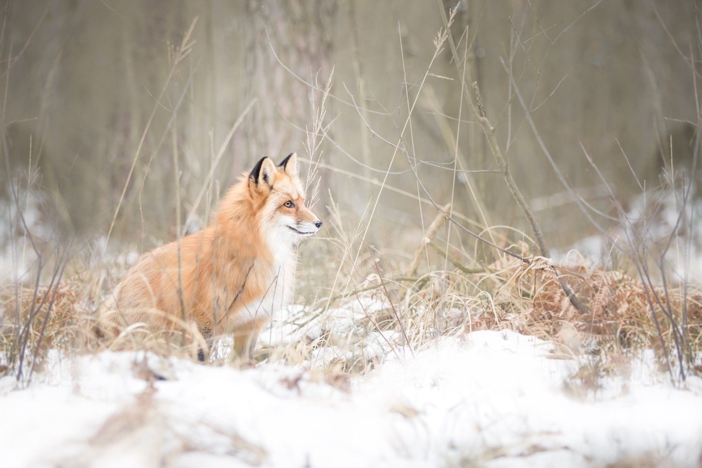 720P, snow, nature, winter, animals, fox, HD Wallpaper