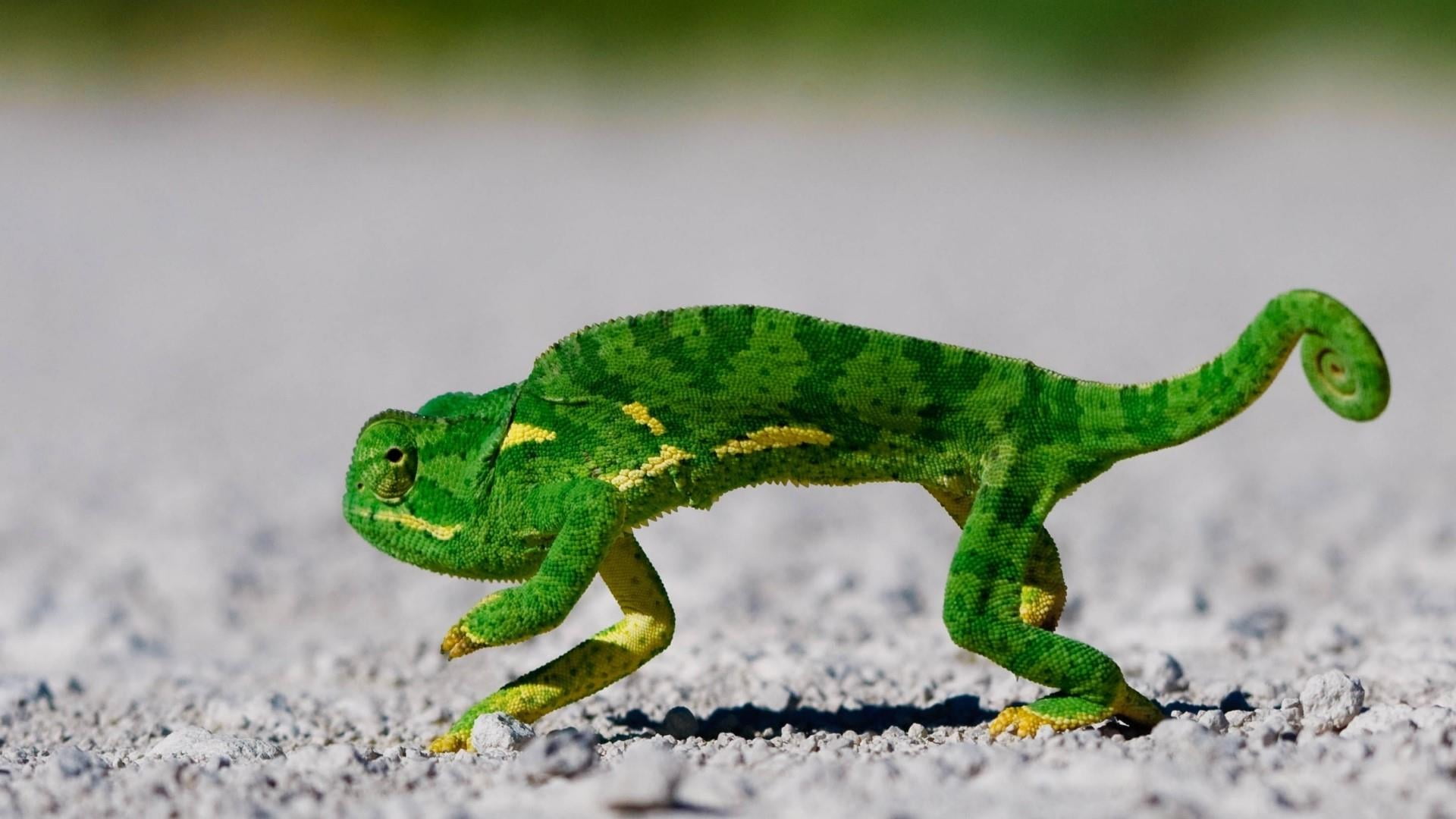 land, animal wildlife, animal themes, blurry, nature, green color, vertebrate, 1080P, reptile, no people, static, full length, day, animals in the wild, HD Wallpaper