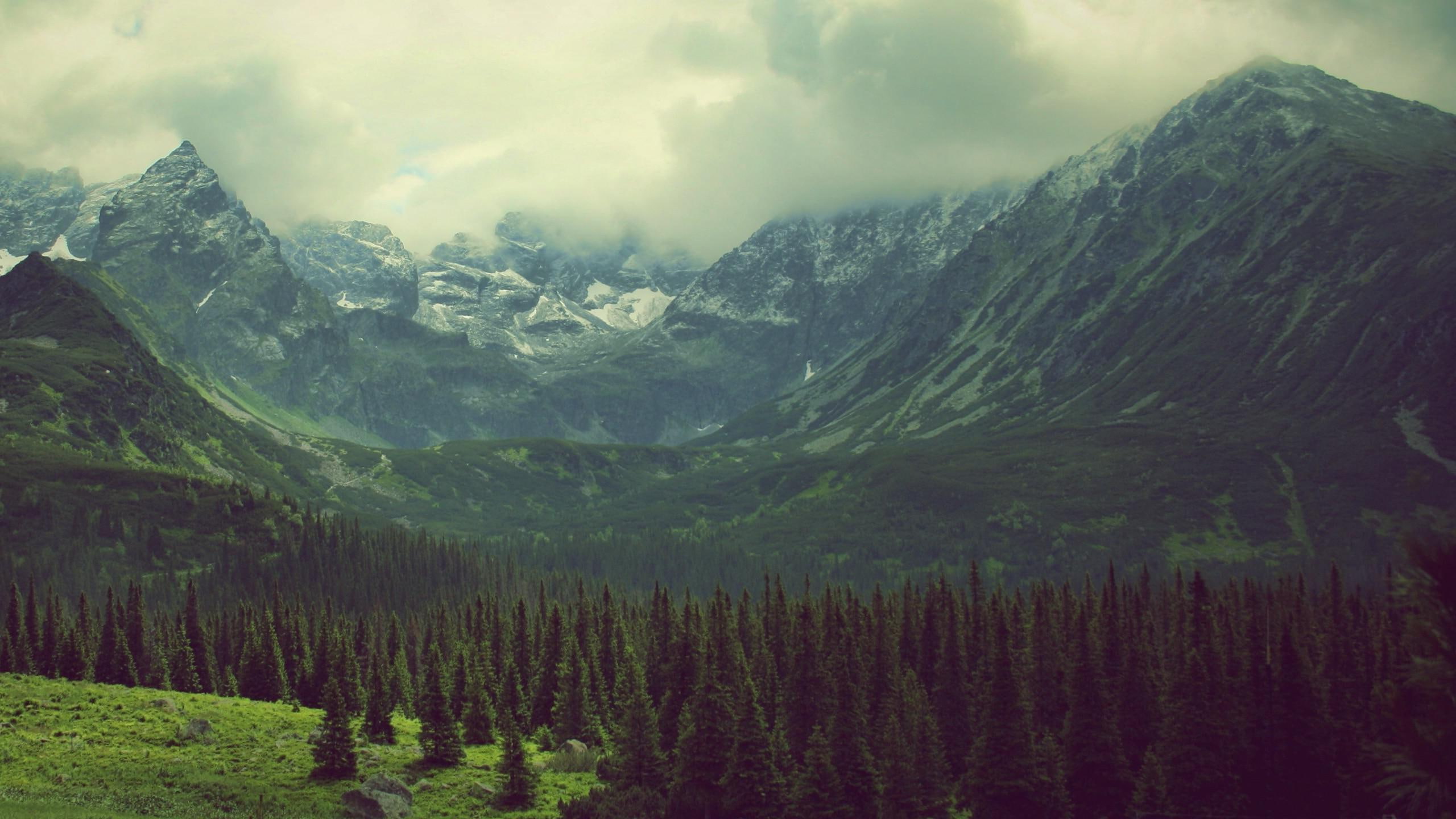 leafed, mountains, veil, green, cloud, nature, 2K, 2560x1440, covering, mountain, trees, tree, forest, HD Wallpaper