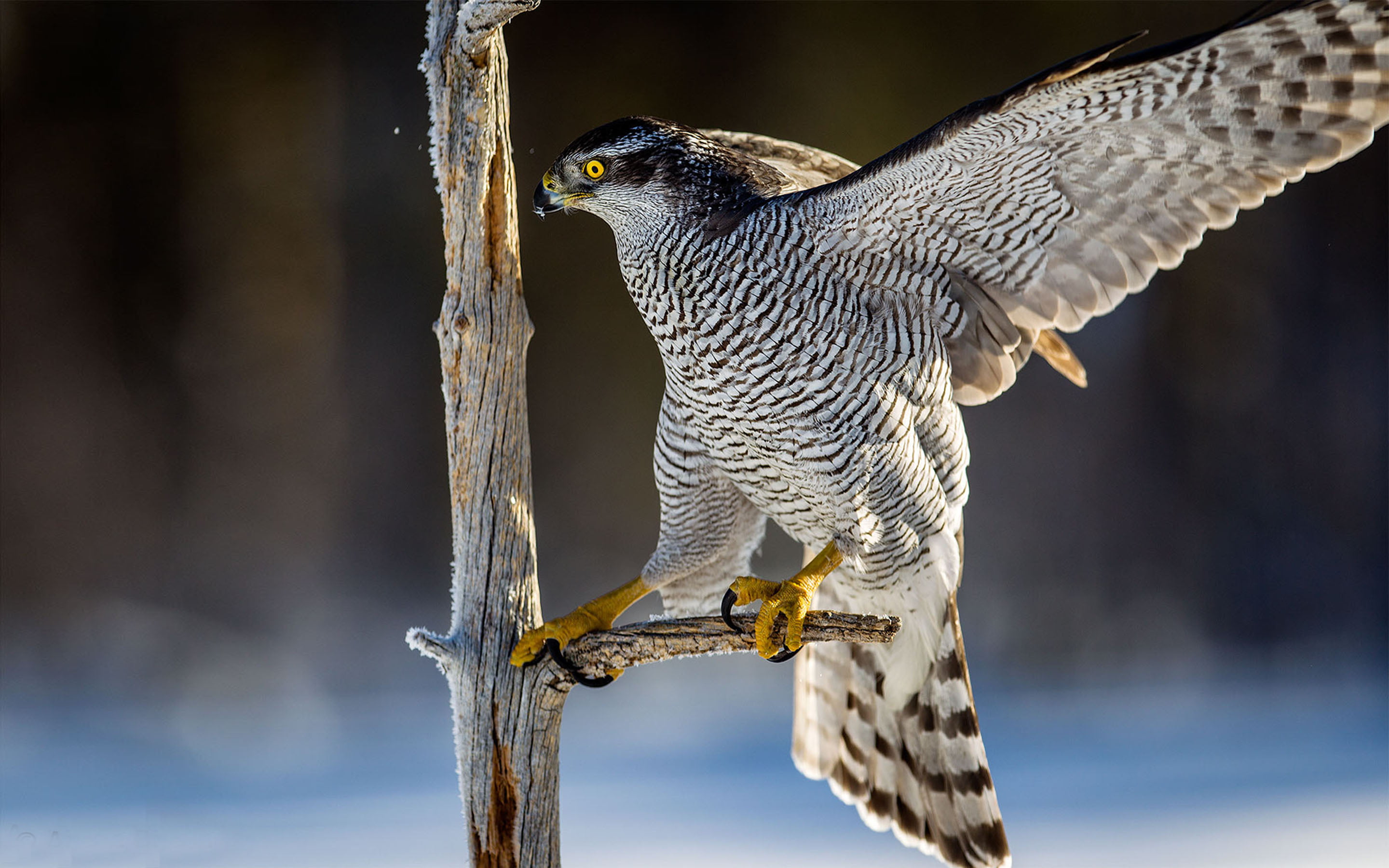 eagle, nature, one animal, found, no people, animal themes, animals in the wild, outdoors, accipiter, flying, eurasia, animal wildlife, animal body part, HD Wallpaper