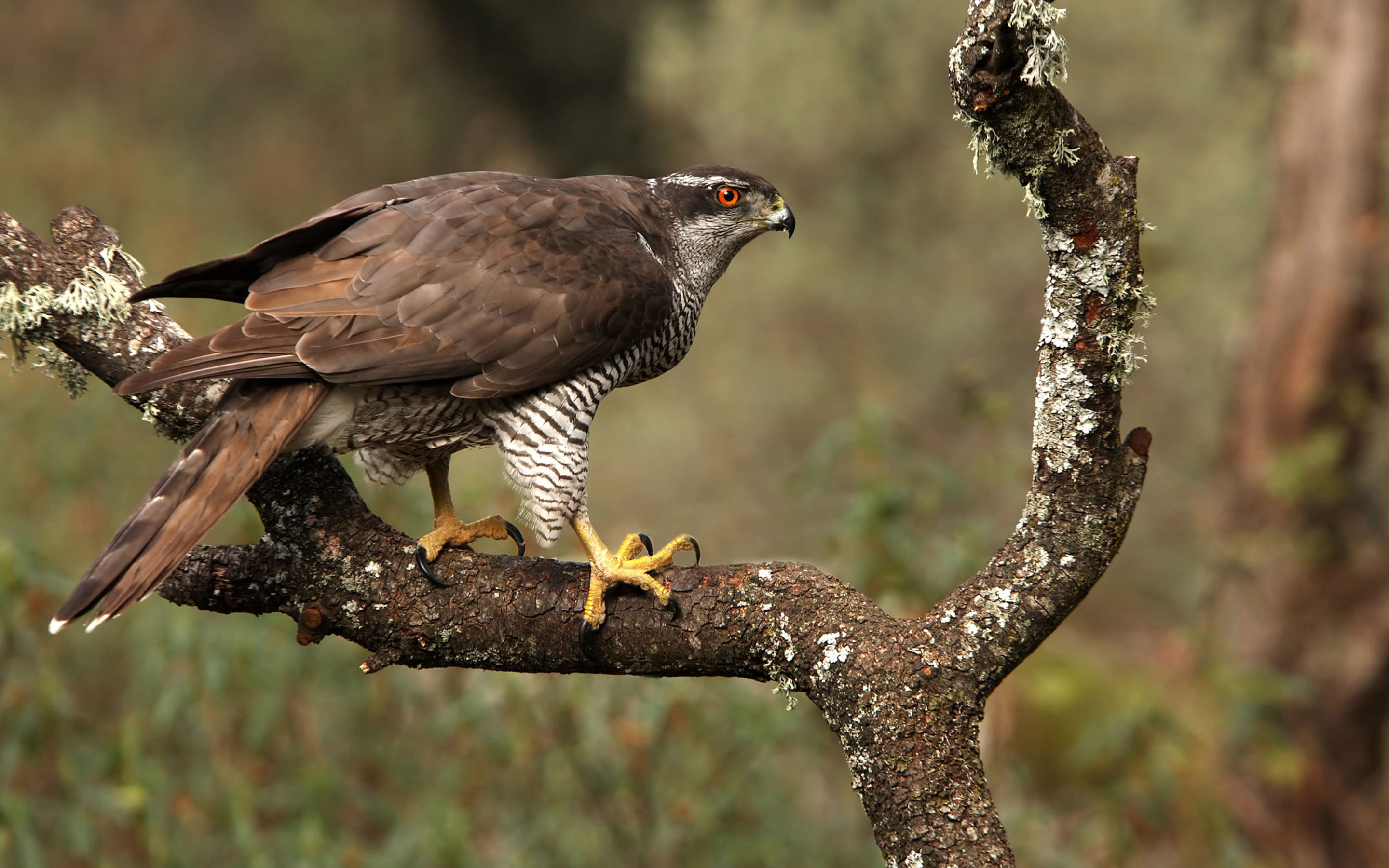 plant, accipiter, northern, tree, no people, gentilis, branch, vertebrate, full length, backgrounds, one animal, day, hunting, animal, perching, HD Wallpaper