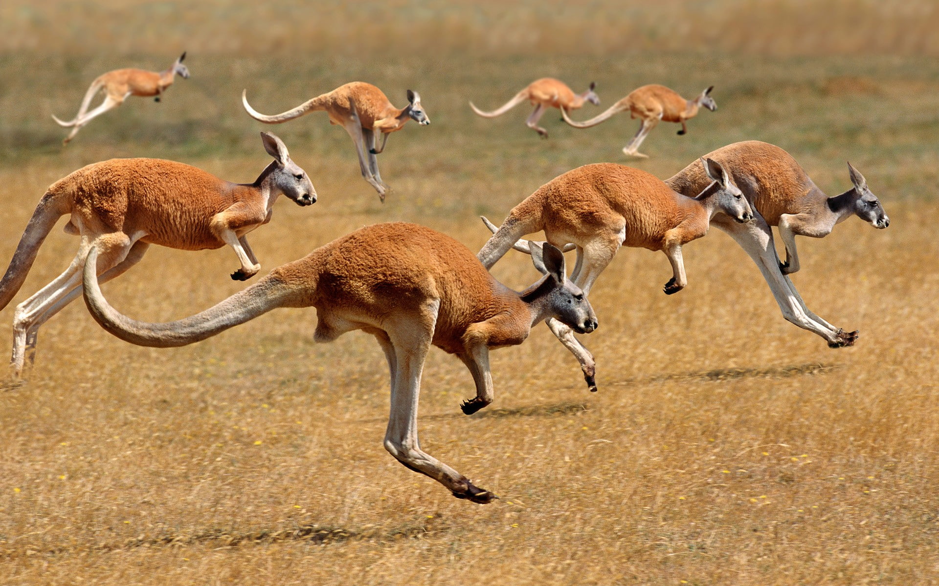 1080P, kangaroos, animals, HD Wallpaper