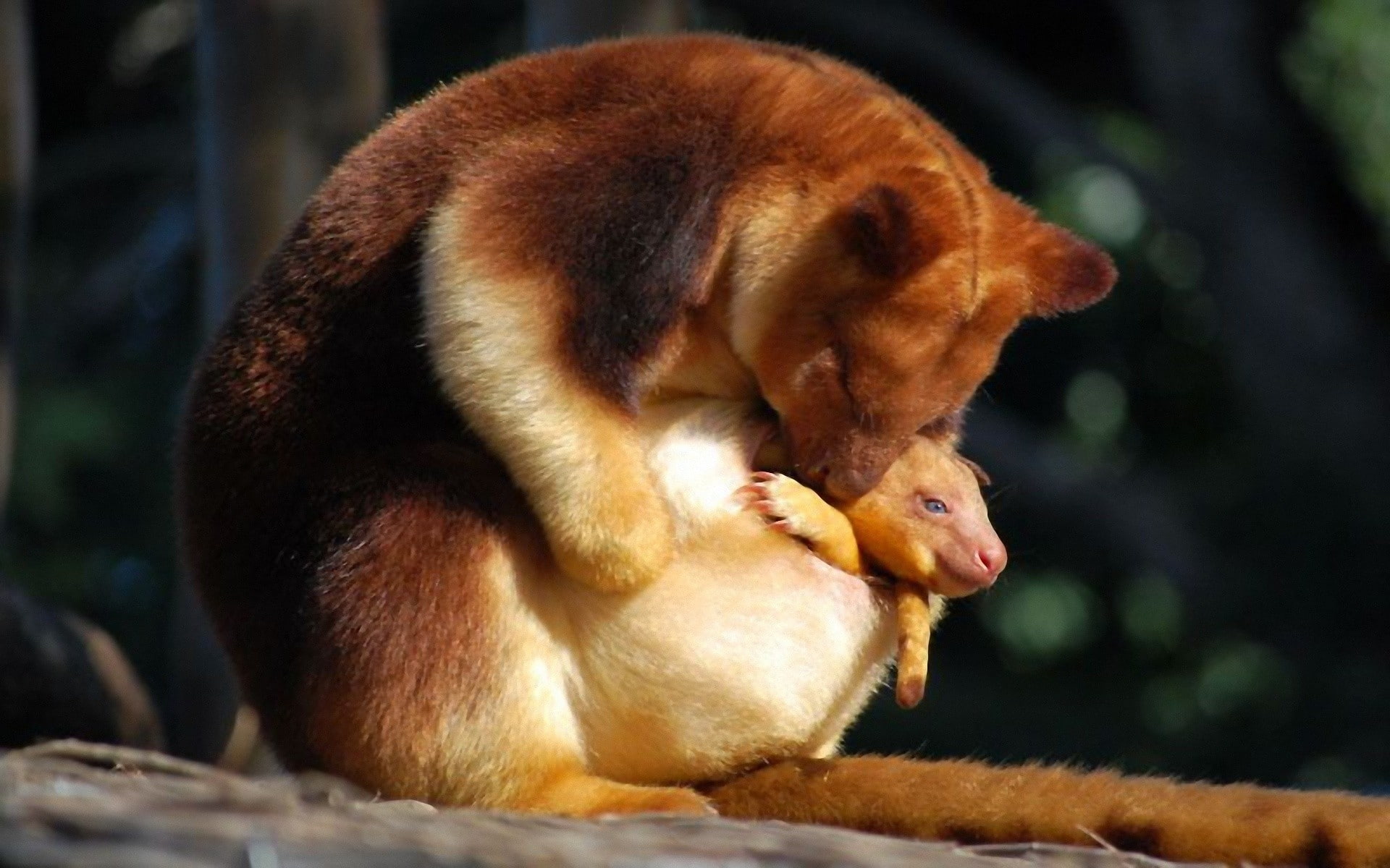 care, 1080P, no people, one animal, nature, mammal, close-up, kangaroos, outdoors, rainforest, focus on foreground, young animal, sitting, animal wildlife, HD Wallpaper