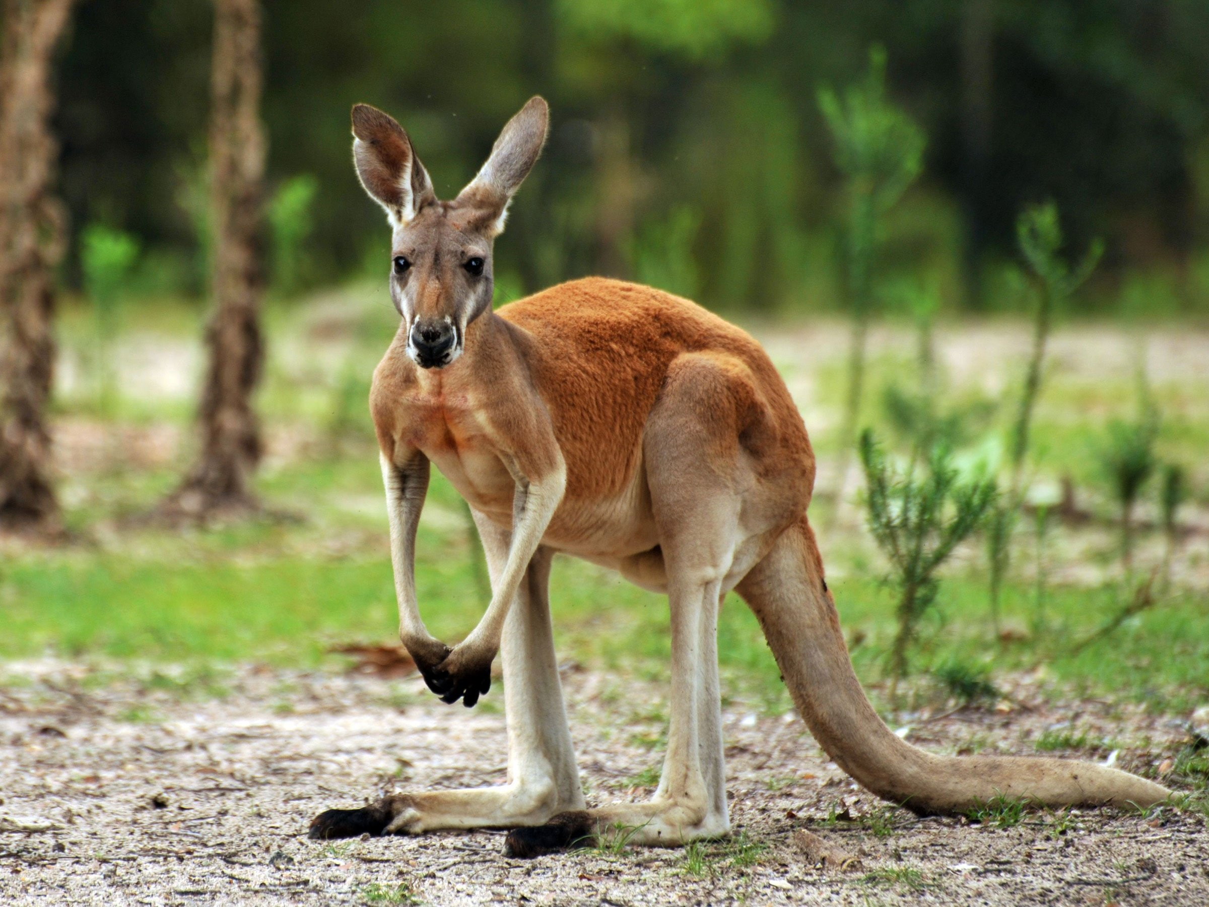 plant, forest, nature, one animal, no people, animal family, herbivorous, 1080P, outdoors, day, tree, vertebrate, standing, full length, land, Marsupial, HD Wallpaper