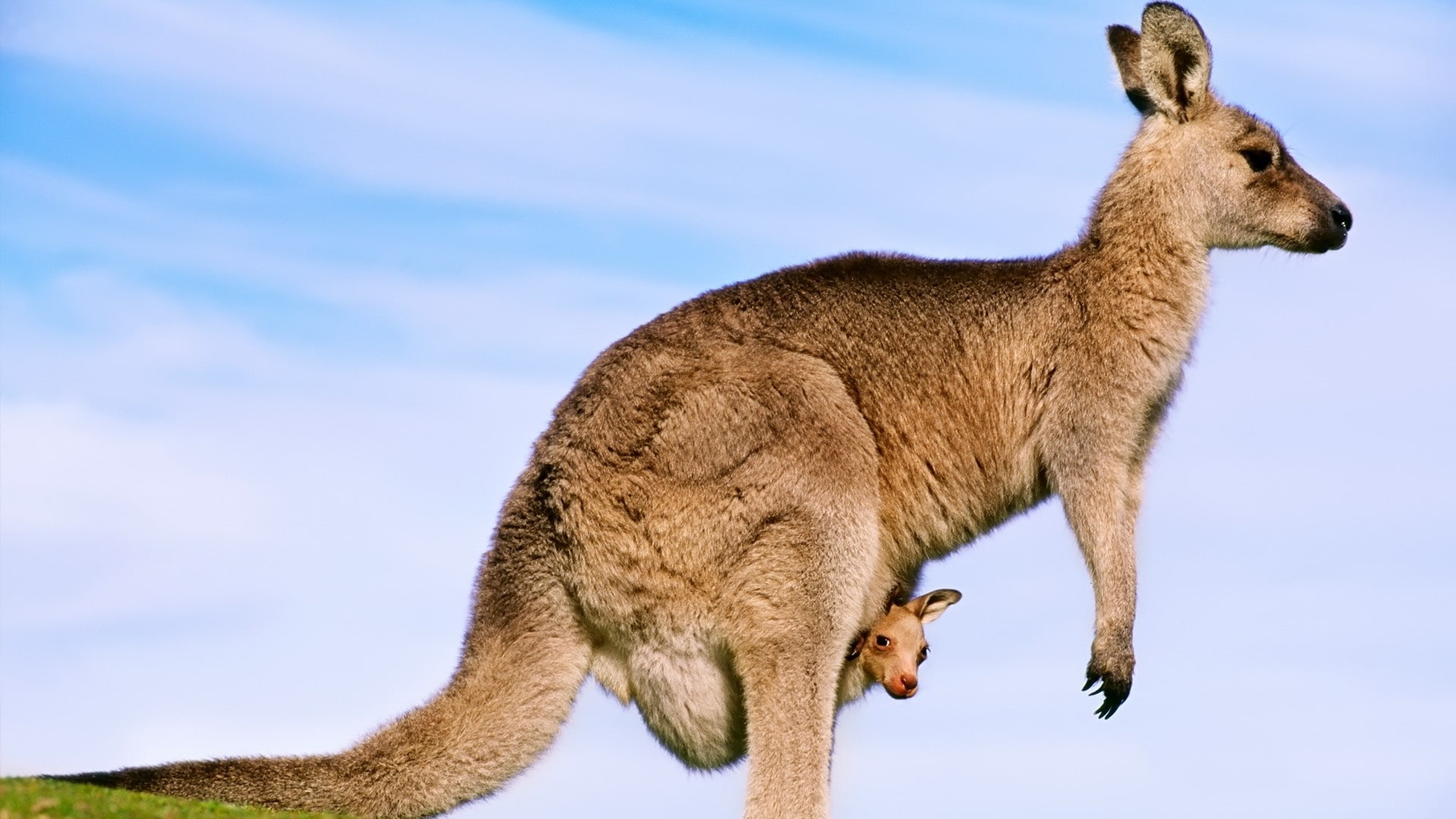 animals, joey, baby animals, 1080P, kangaroos, HD Wallpaper