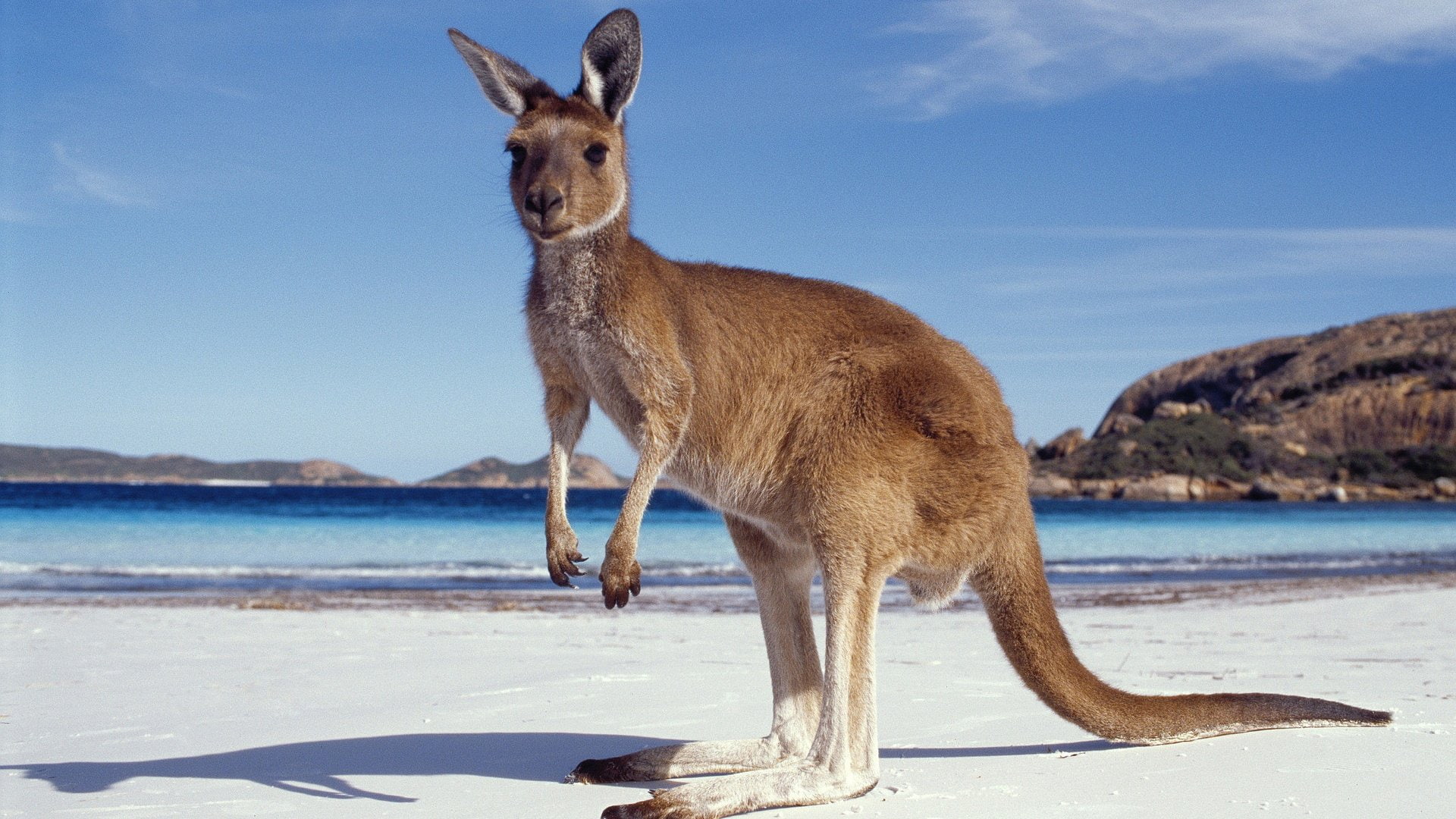day, herbivorous, sea, animal wildlife, animal themes, land, no people, kangaroo, vertebrate, animals in the wild, sky, sunlight, nature, 1080P, standing, HD Wallpaper