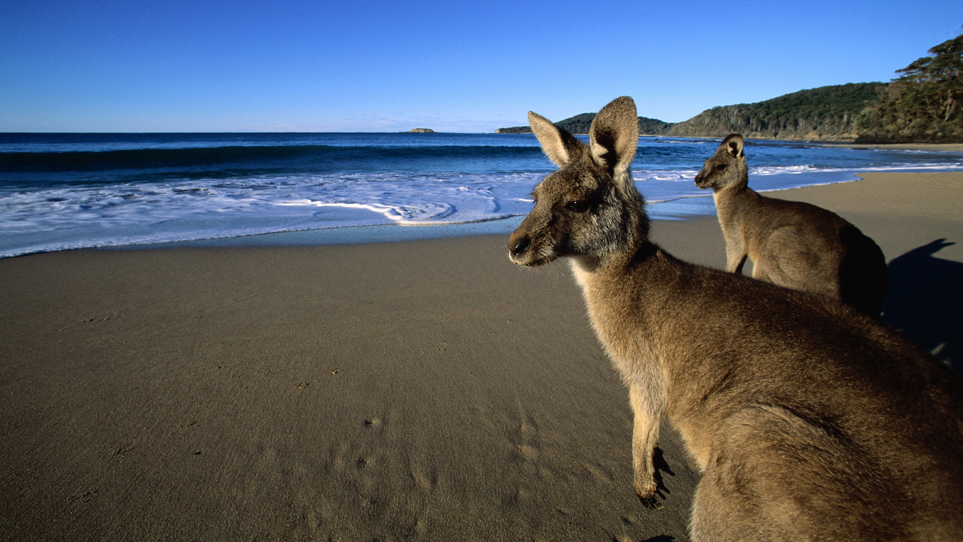 beach, kangaroos, animals, 1080P, HD Wallpaper