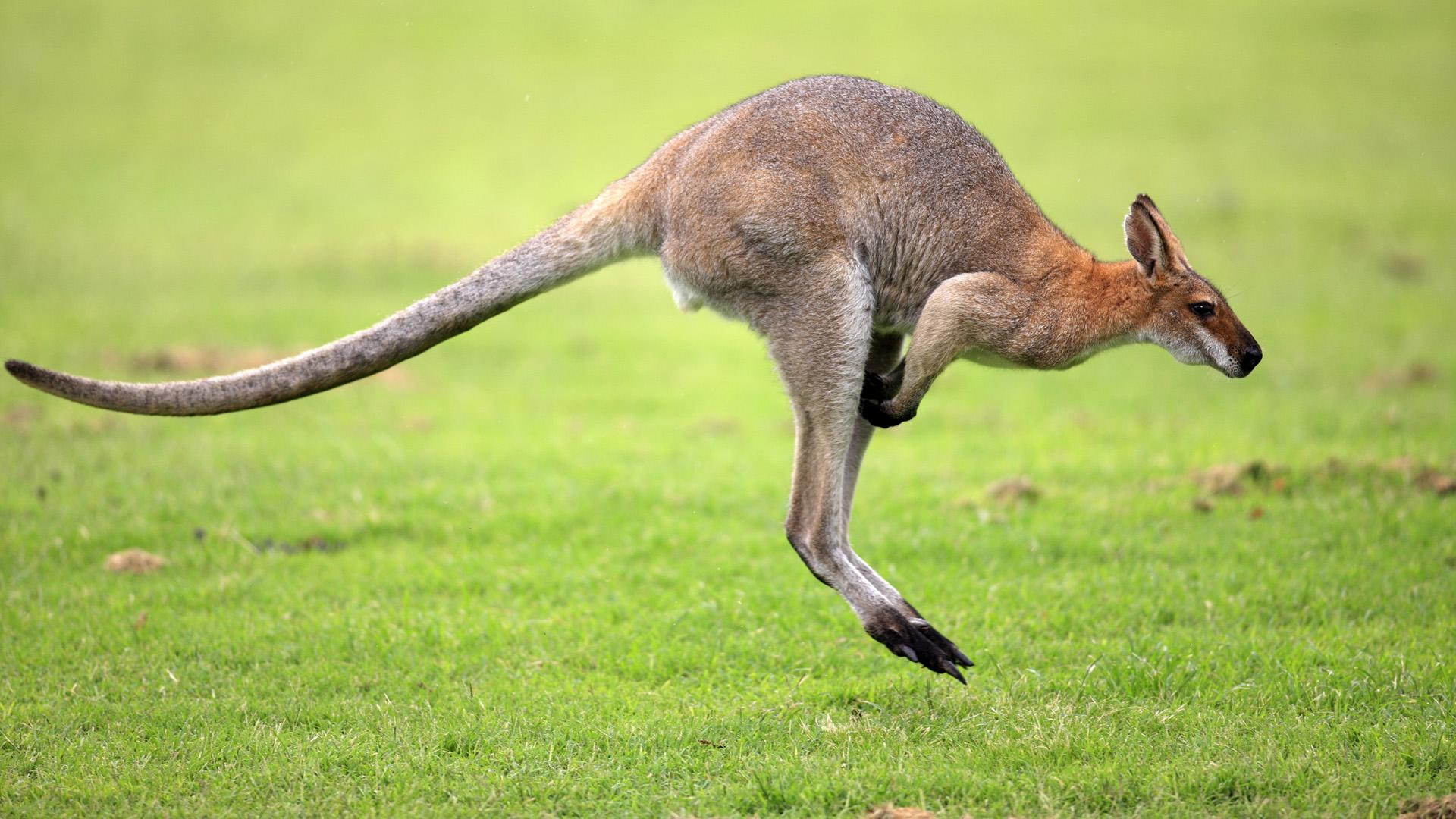 wallaby, animals, field, jumping wallaby, jumping, australia, kangaroo, 1080P, HD Wallpaper