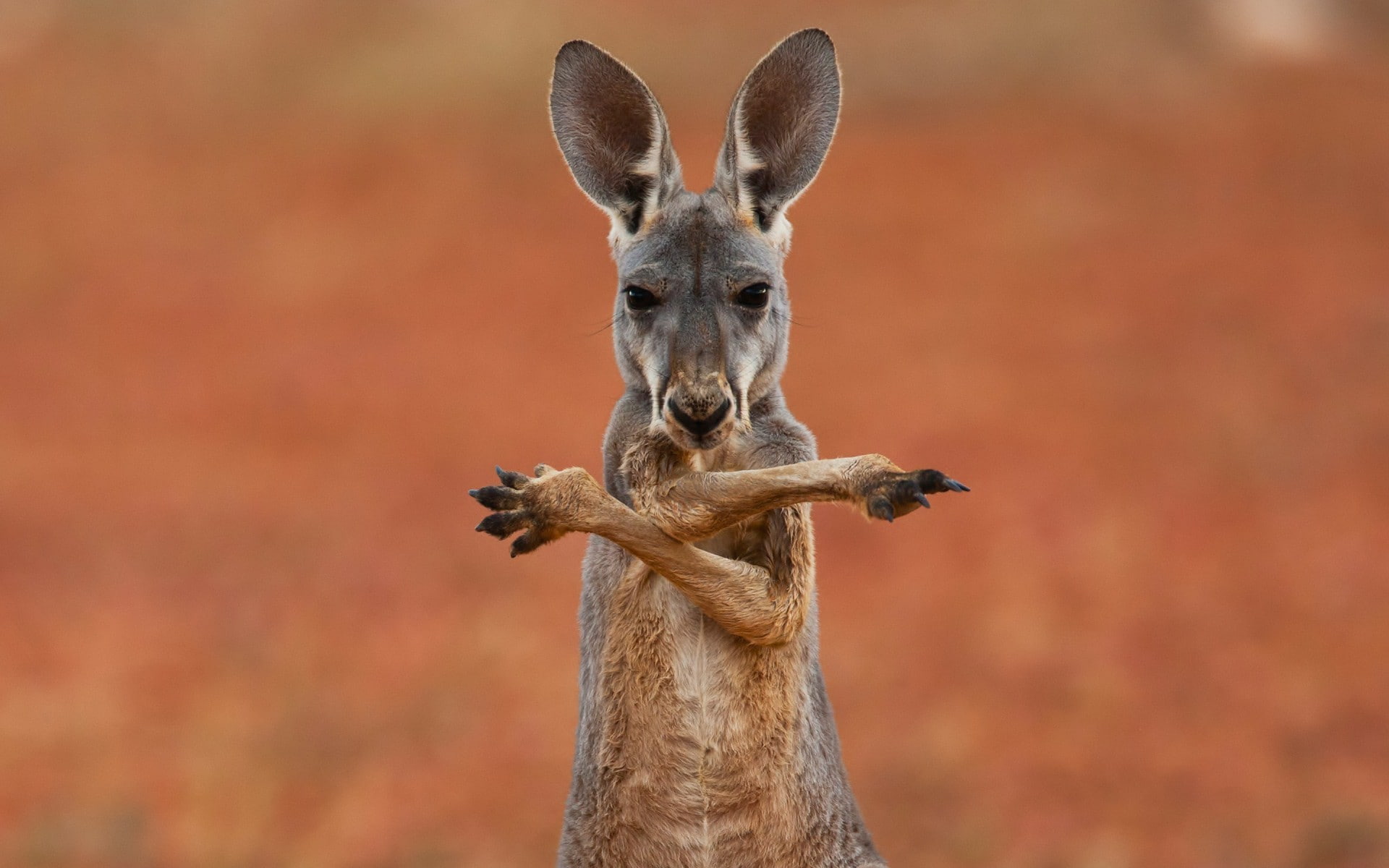 background, kangaroo, Australia, Animal, 1080P, widescreen, marsupial, s, fullscreen, HD Wallpaper