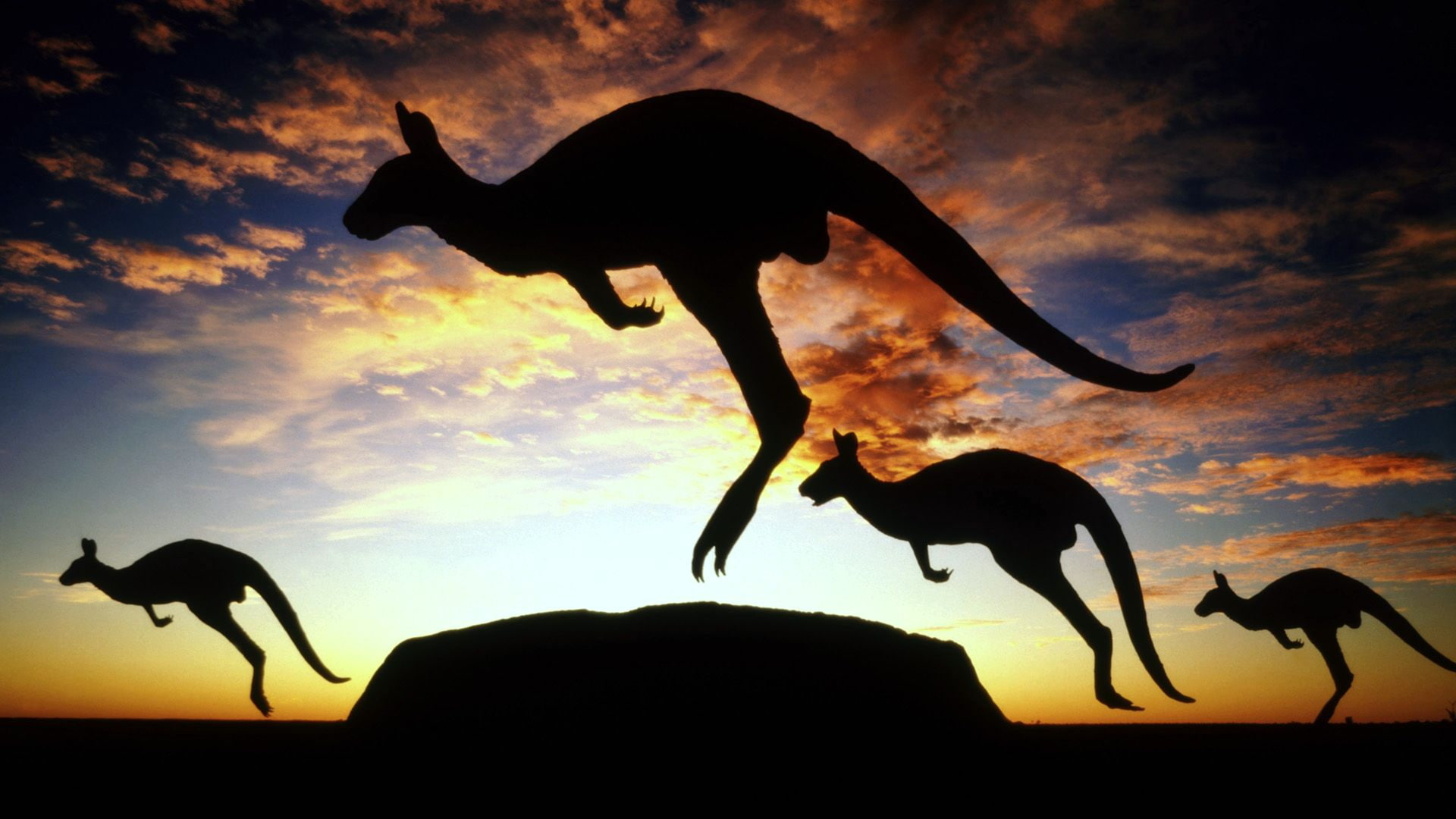 jumping, kangaroo, animals, 1080P, sunset, HD Wallpaper