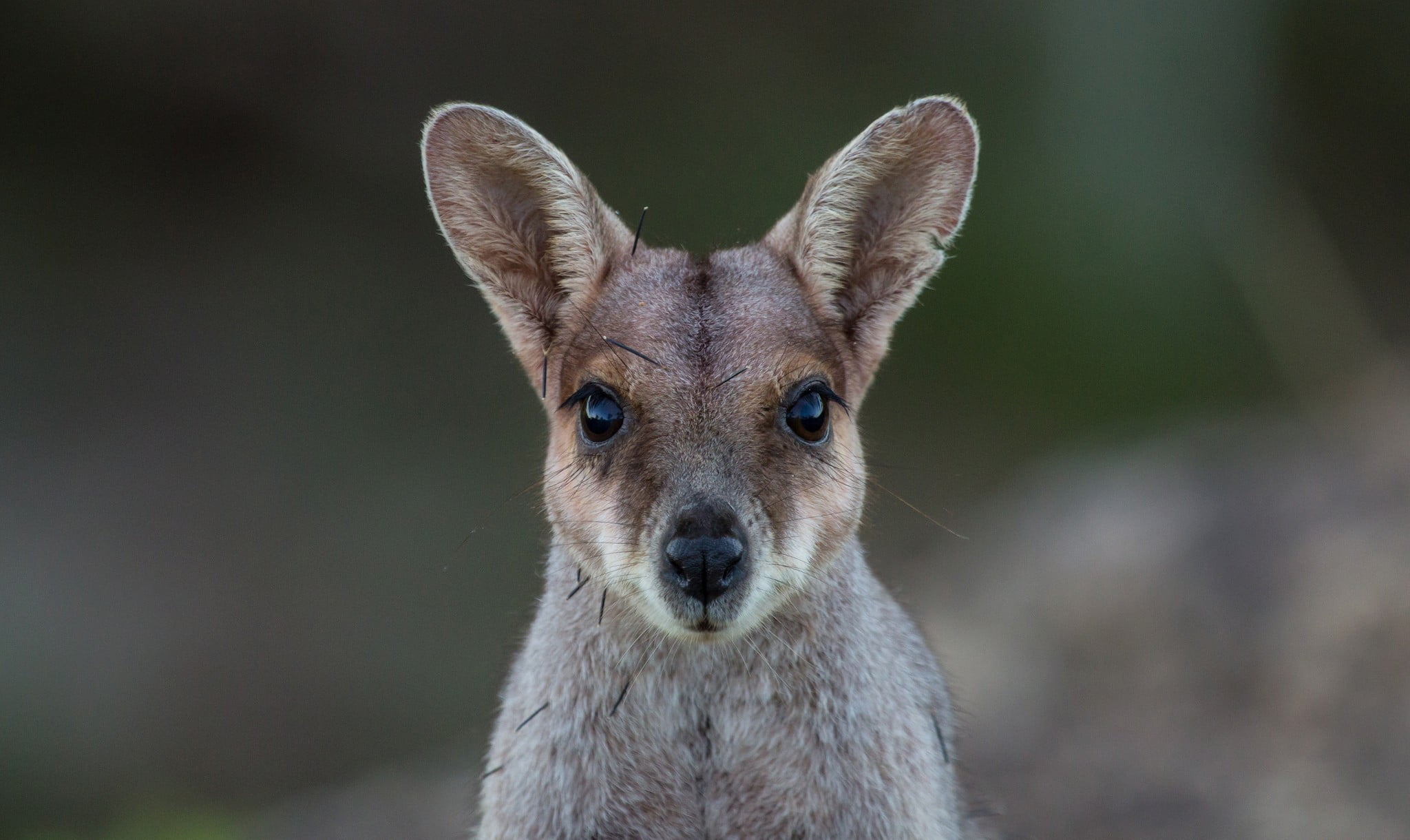 snout, wallaby, no people, animal eye, whisker, mammal, 1080P, animals, one animal, portrait, nature, close-up, vertebrate, kangaroo, animal wildlife, HD Wallpaper