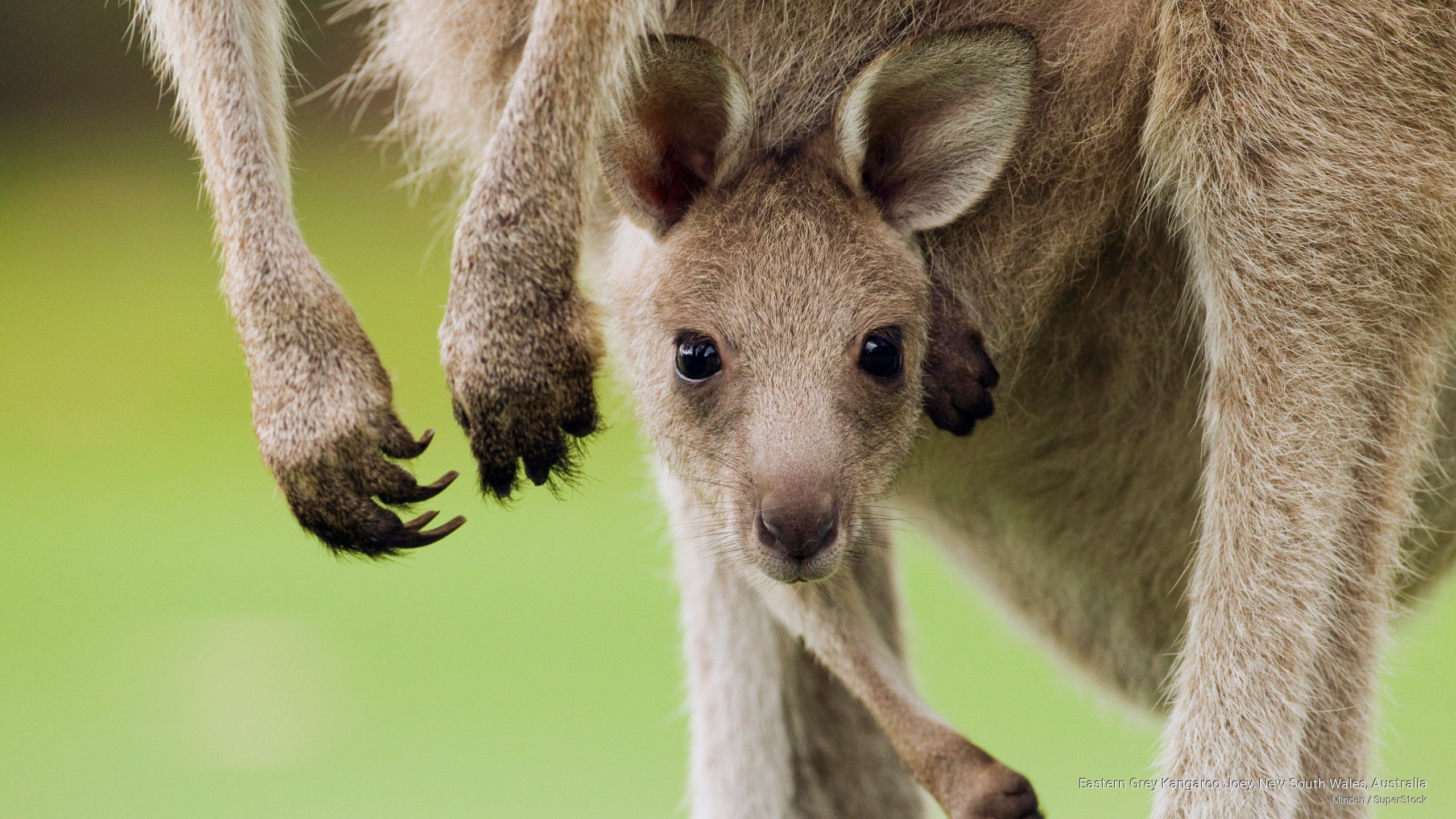 new, kangaroo, grey, australia, joey, wales, south, 2K, eastern, Animals, HD Wallpaper