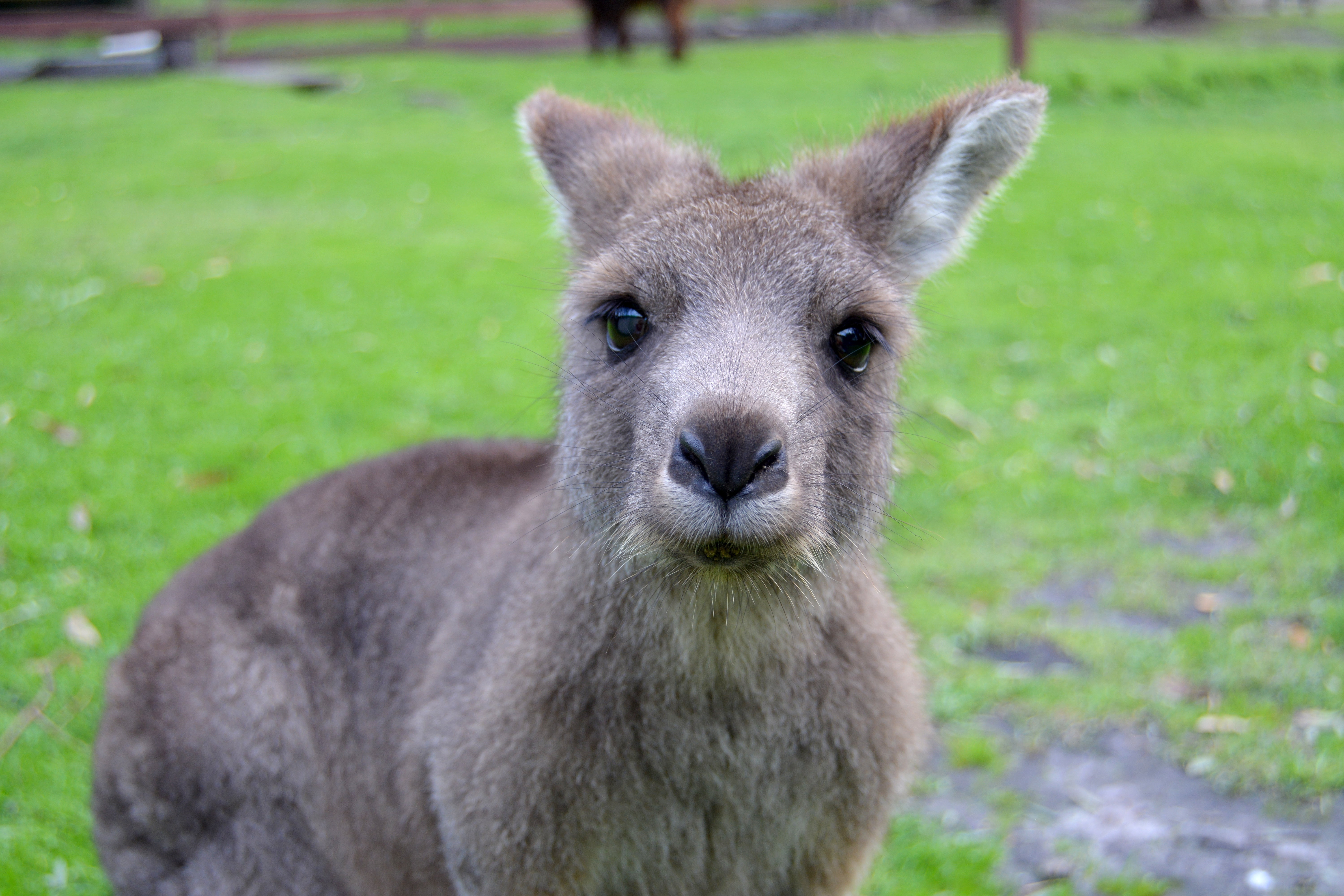 close-up, young Animal, kangaroo, coated, mammal, marsupial, green Color, field, land, outdoors, no people, herbivorous, looking, cute, looking at camera, HD Wallpaper