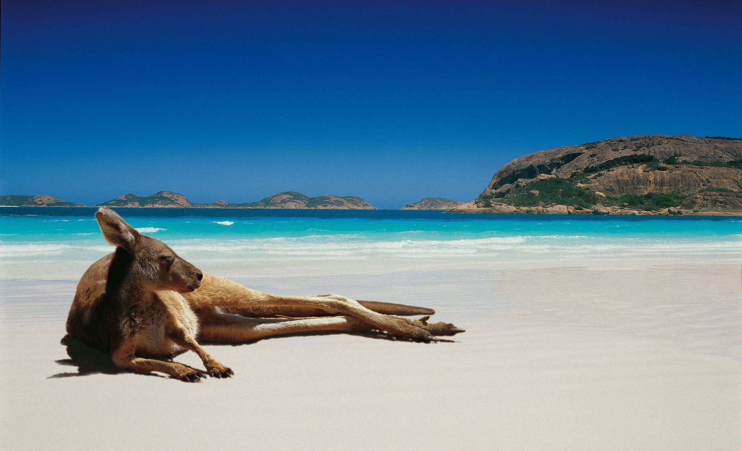 beach, 2K, kangaroos, animals, HD Wallpaper