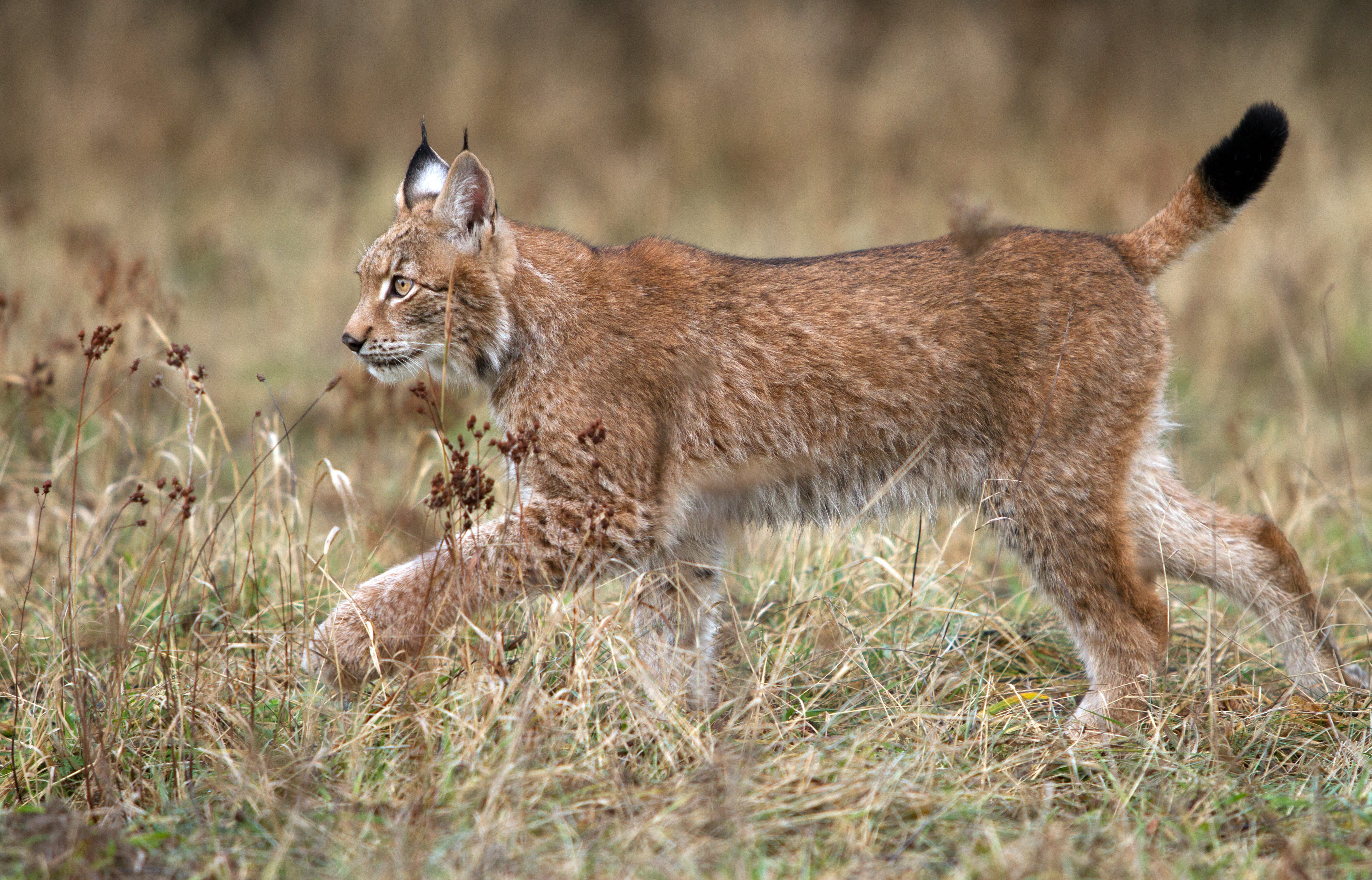 czechia, amphibian, wallaby, field, profile view, ground, rodent, one animal, no people, coyote, survival, fur, grass, animals hunting, day, vertebrate, HD Wallpaper